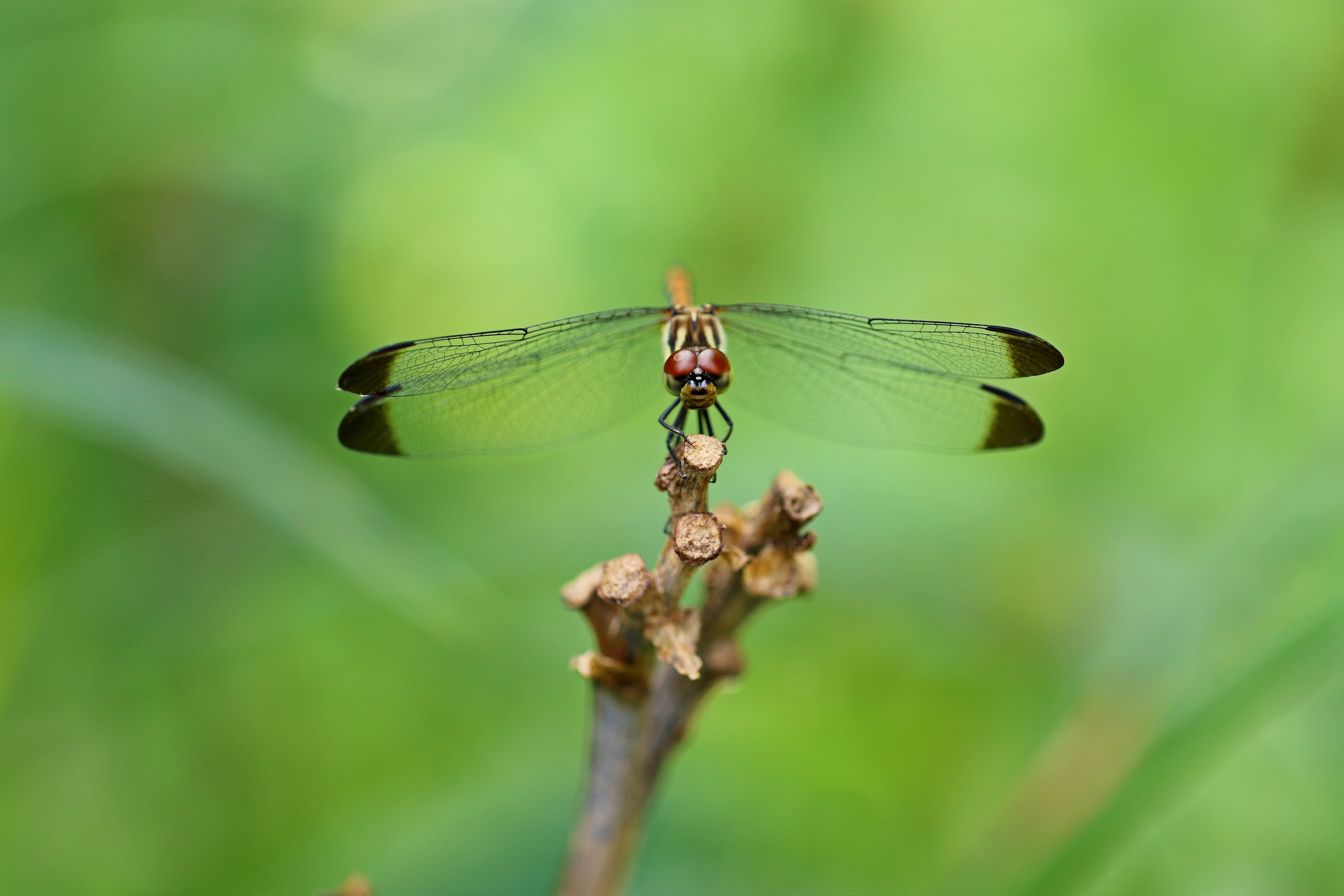 beauty in nature, arboretum, 5K, animal themes, landscape, leaf, close-up, focus on foreground, animal, insect, nature, plant part, no people, outdoors, HD Wallpaper