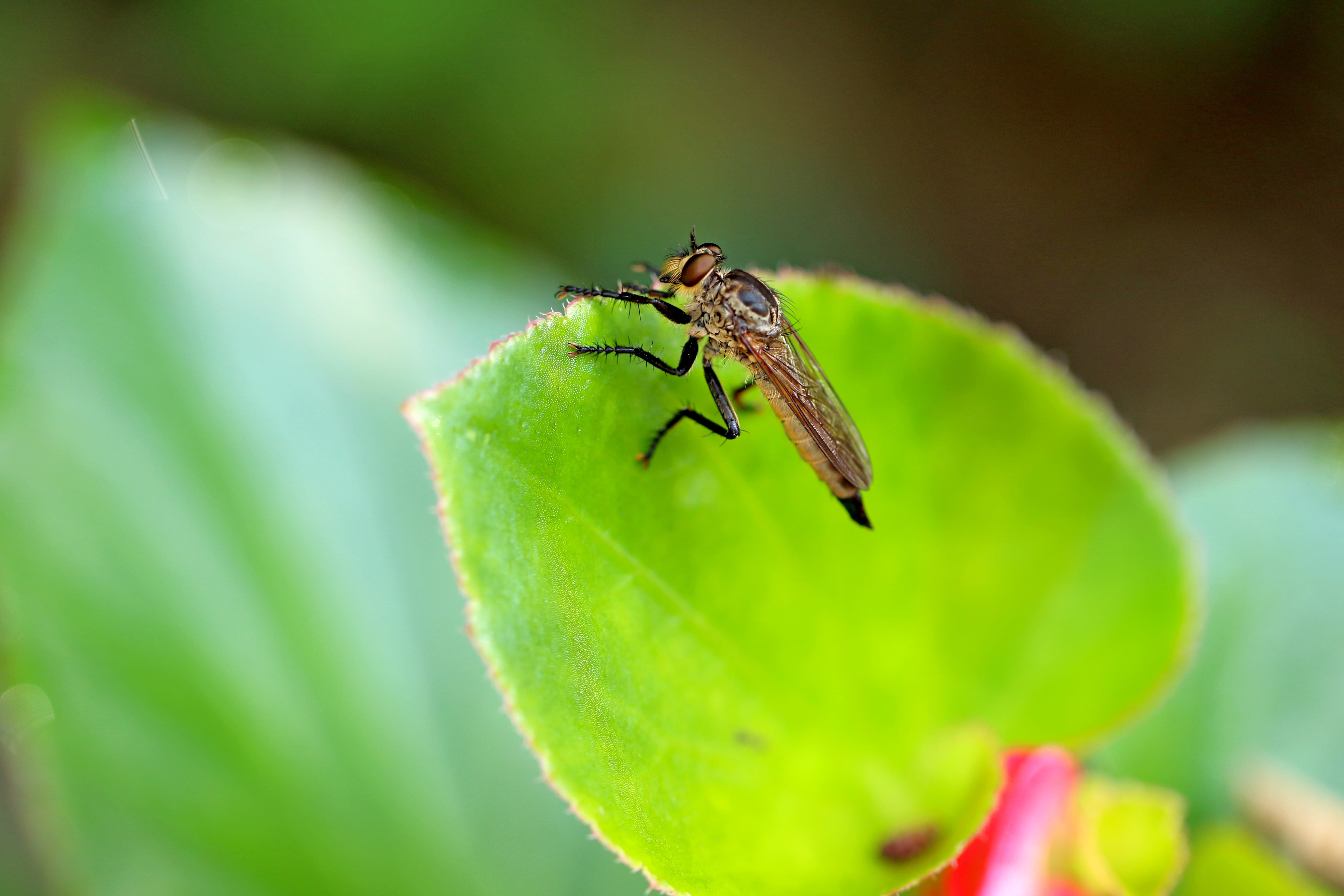 park, no people, animal, animal wildlife, nature, plant part, outdoors, flowers, plant, close-up, animal themes, ant, invertebrate, day, plants, leaf, zoology, HD Wallpaper