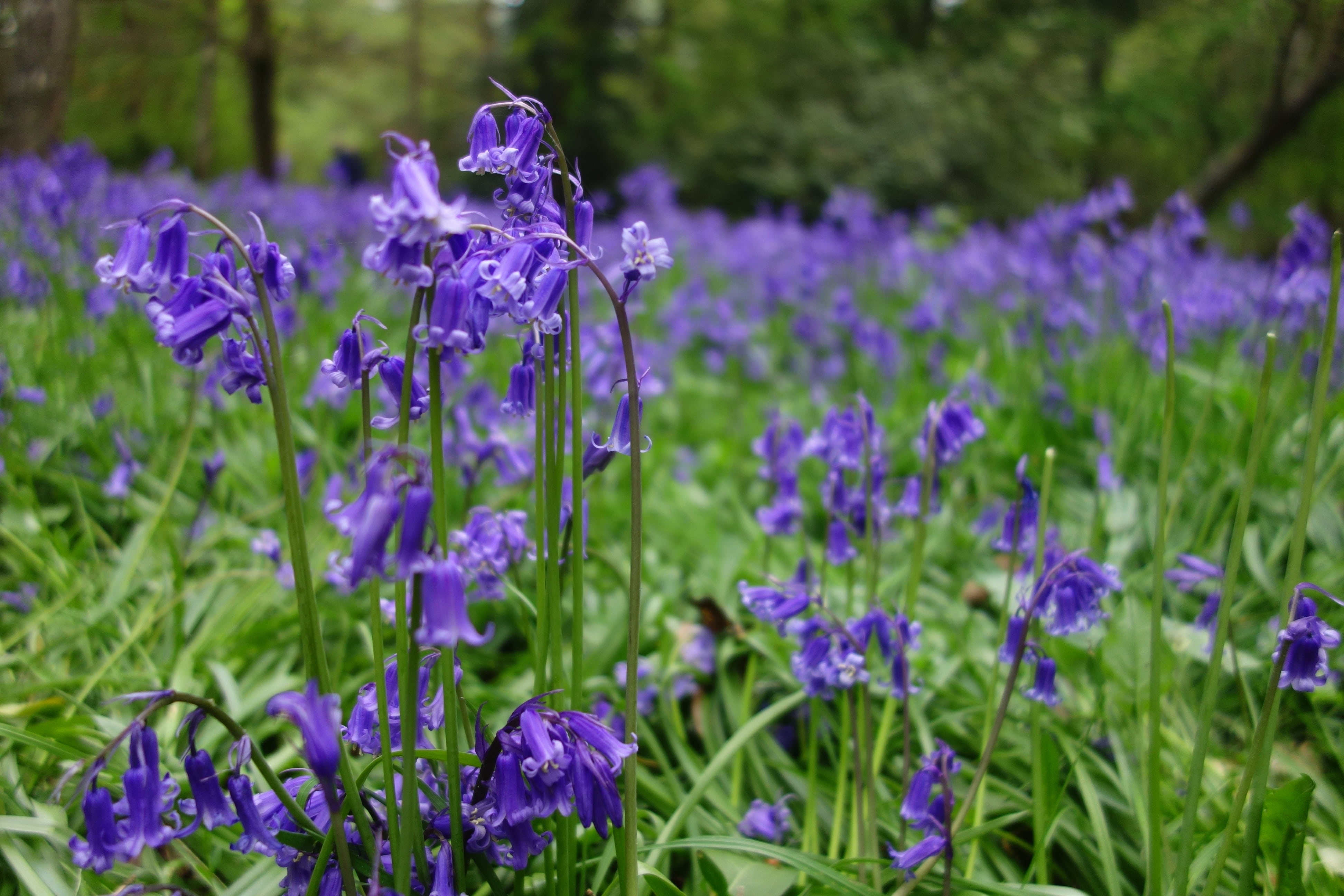no people, vulnerability, bluebell, nature, lavender, growth, field, freshness, fragility, beauty in nature, springtime, flower, outdoors, flower head, HD Wallpaper