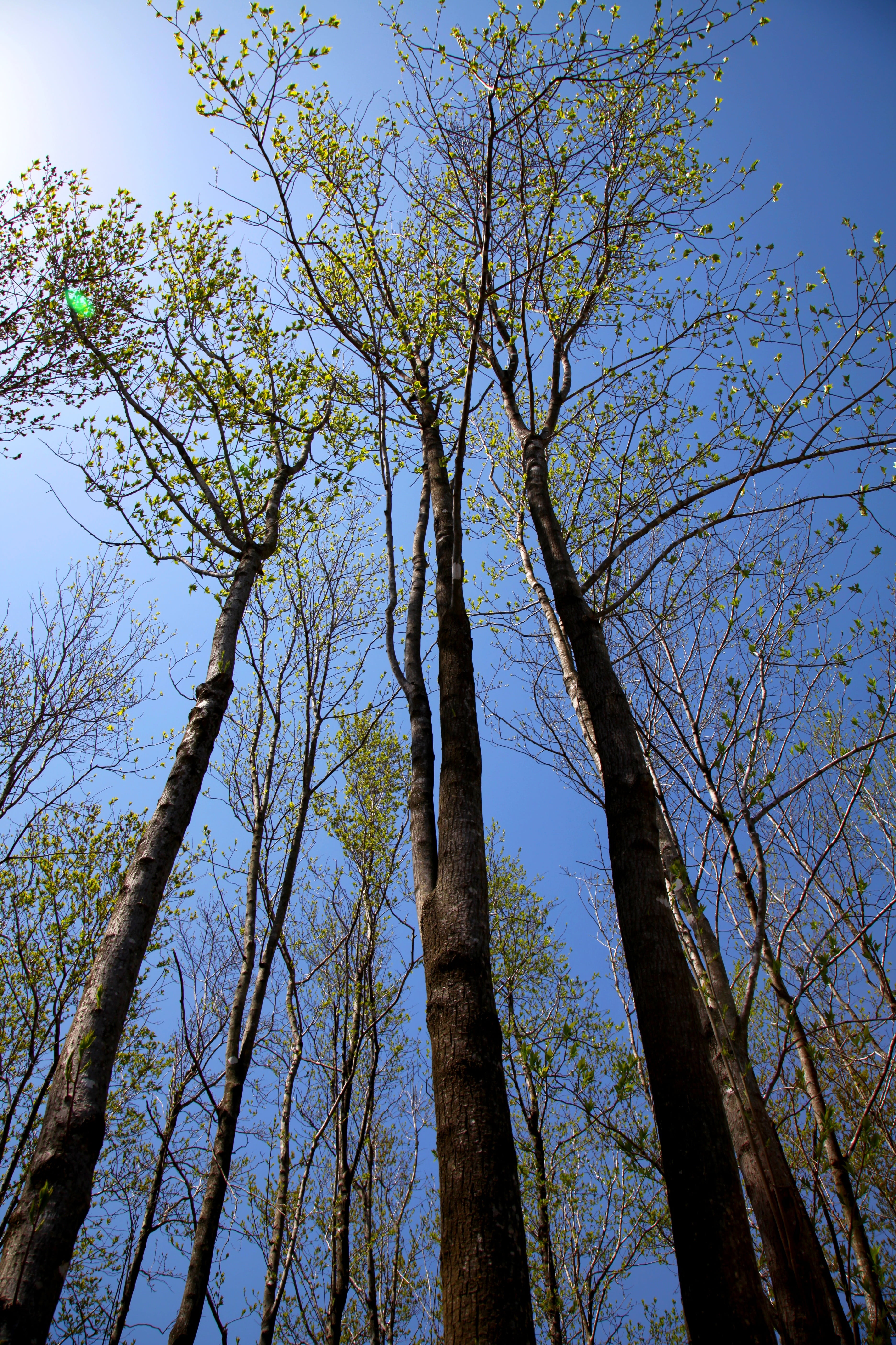 day, arboretum, tall - high, outdoors, 5K, clear sky, nature, in the forest, branch, scenics - nature, low angle view, tree trunk, plant, tree canopy, Phone HD Wallpaper