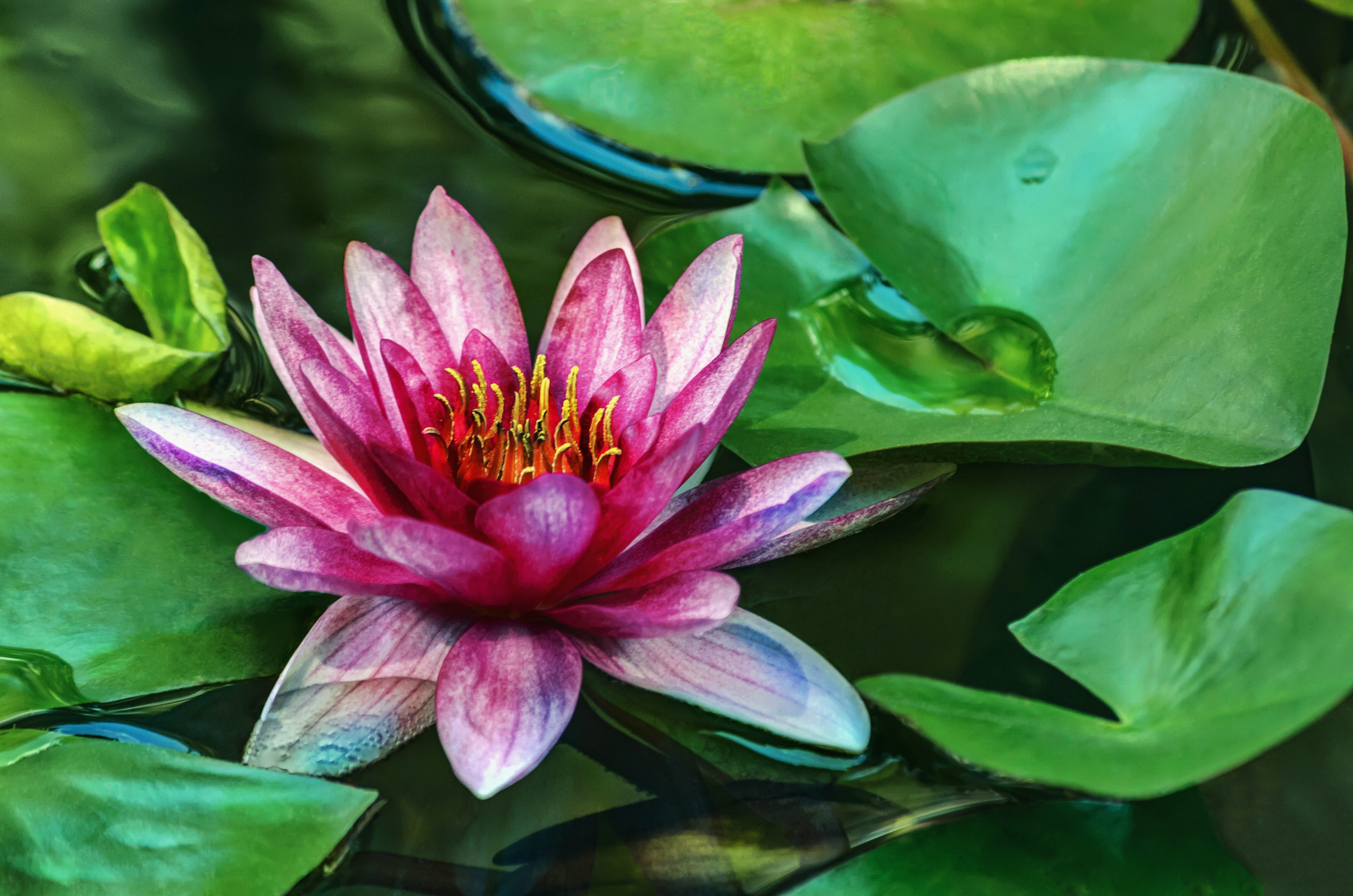 plant part, arboretum, pink water lily, pink, petal, vulnerability, water lily, close-up, 4K, no people, freshness, purple, flora, water, pond, garden pond, HD Wallpaper