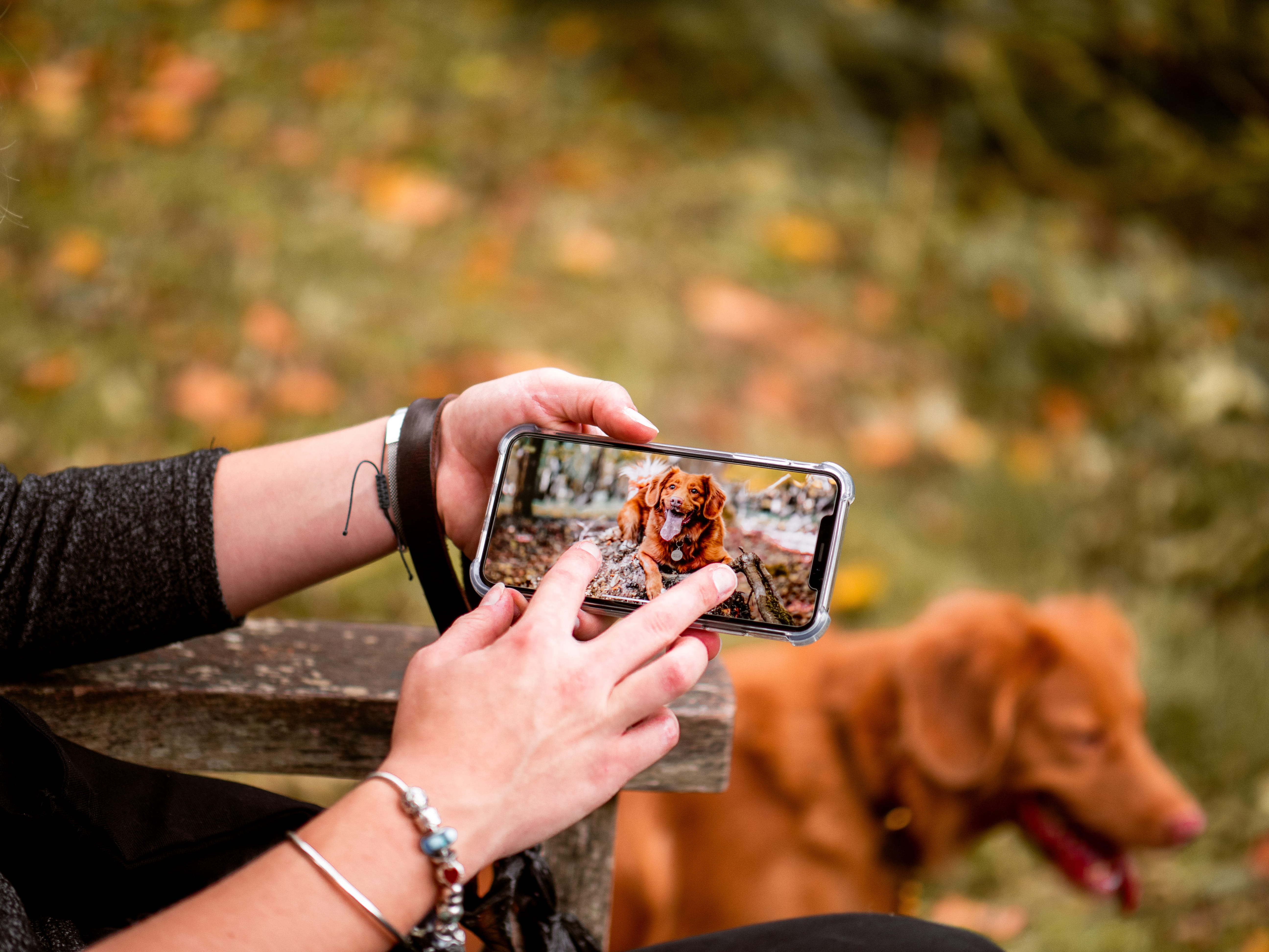 women, real people, pet, photography themes, united kingdom, bench, 5K, photo messaging, winkworth arboretum, smartphone, human hand, animal, activity, HD Wallpaper