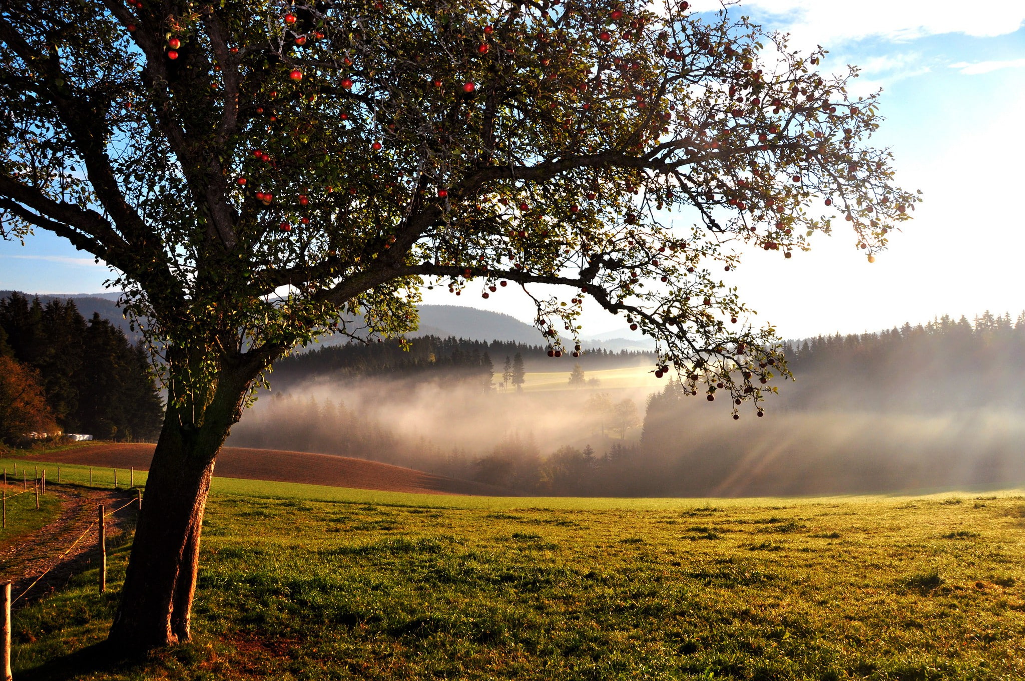 tree, hills, forest, 1080P, apple, the end of summer, apple tree, HD Wallpaper