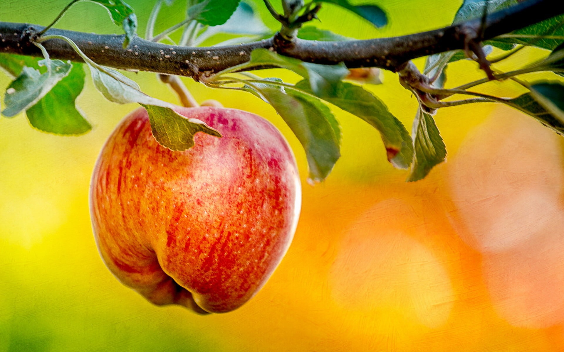 wellbeing, apple - fruit, food and drink, tree, ripe, apples, growth, outdoors, plant, no people, freshness, macro, red, healthy eating, fruit, plants, HD Wallpaper