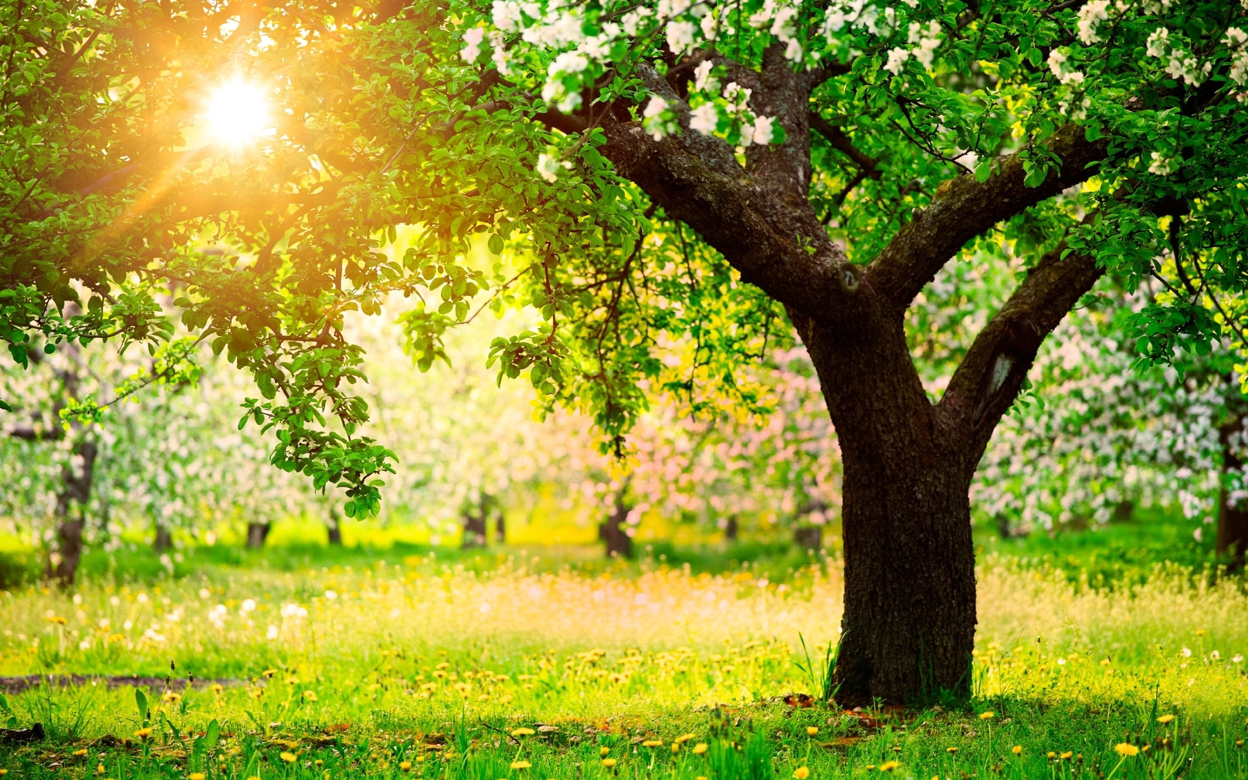 growth, light, yellow, trunk, apple-tree, flower, day, leaf, plant, colors, sunset, no People, sunbeam, tree, leafed, field, park - Man Made Space, green, HD Wallpaper