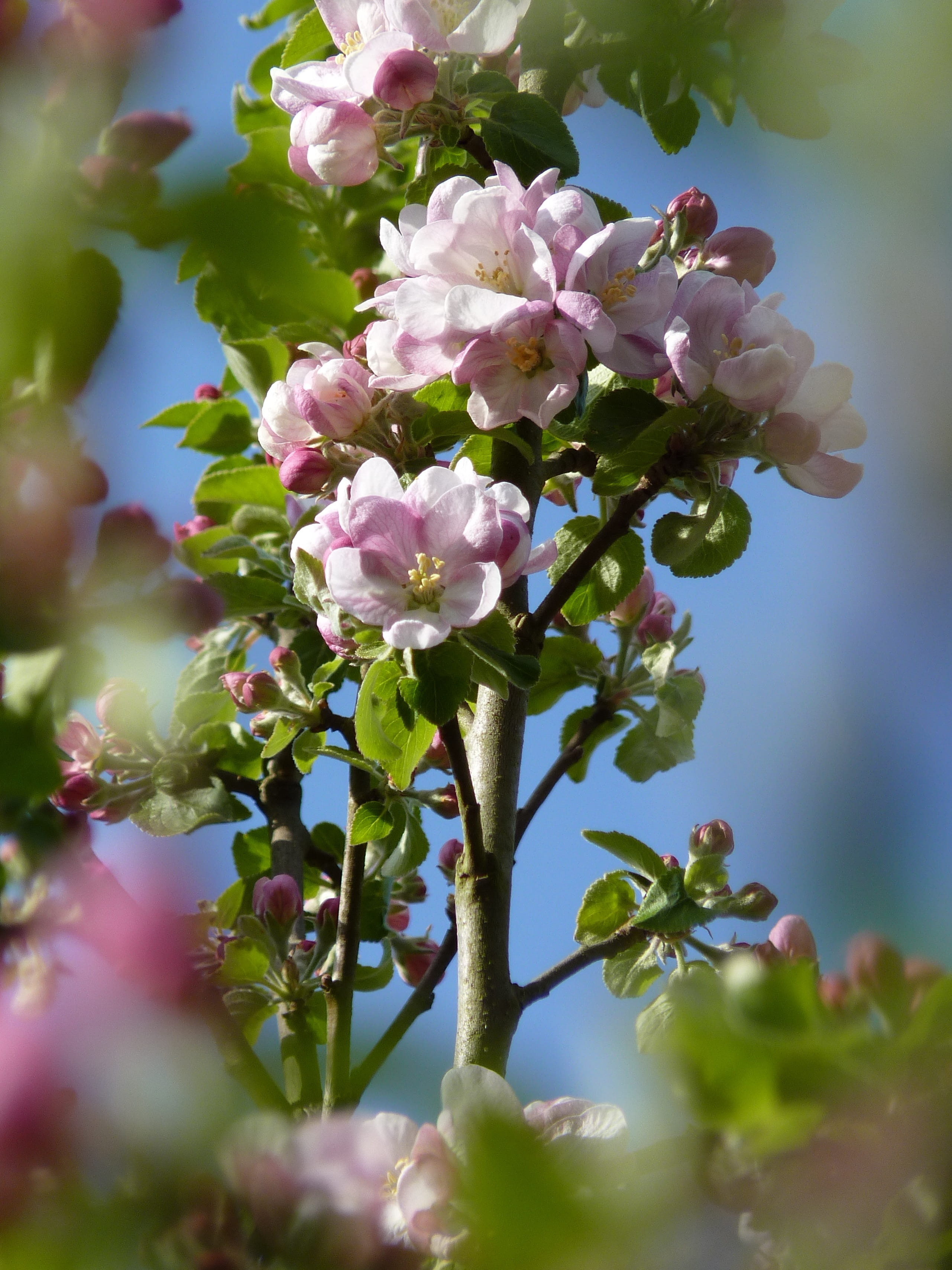 flower head, flowering plant, flower, Blossom, plant, branches, outdoors, plant part, day, fragility, close, beauty in nature, nature, cherry tree, apple tree, Phone HD Wallpaper
