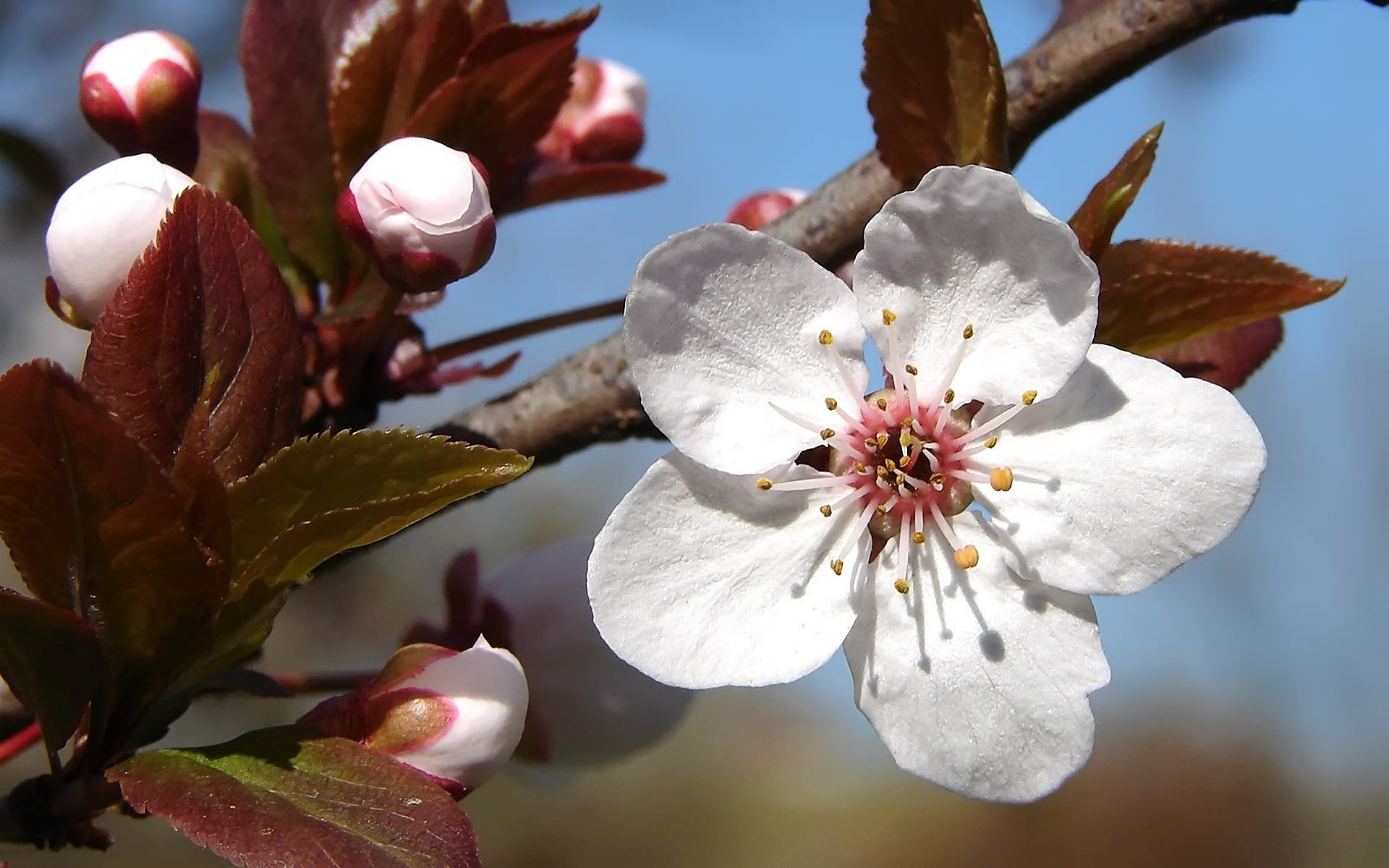 plum, 1080P, blossoms, spring, tree, HD Wallpaper