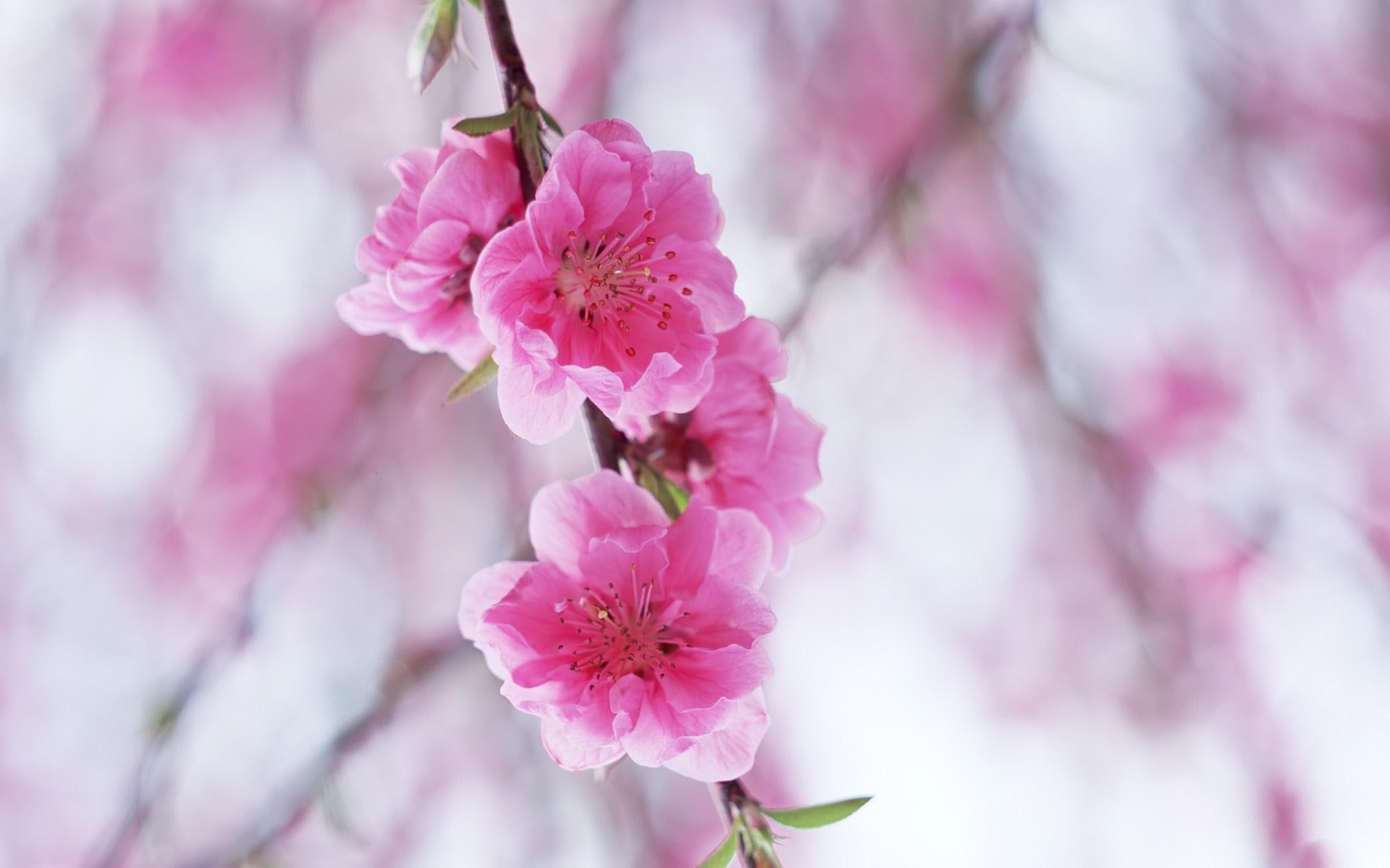 high, plum, jpg, 3d and abstract, pink, quality, 1080P, flowers, blossoming, HD Wallpaper