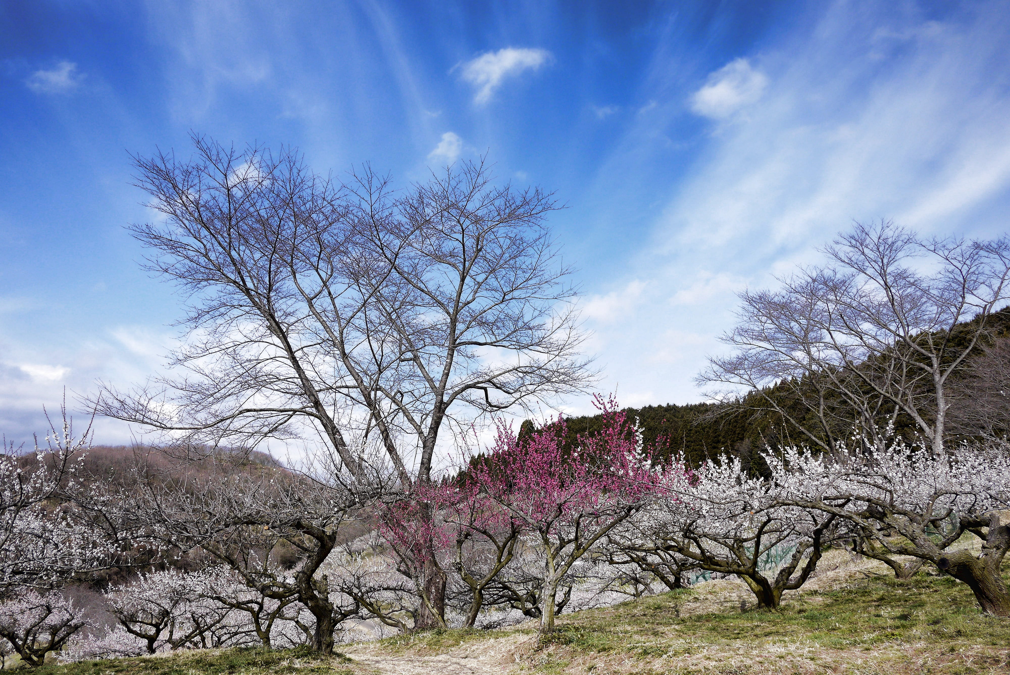 white flowers, growth, flower, environment, no people, tranquility, white plum blossoms, sky, flowers of early spring, 4K, scenics - nature, cherry blossom, HD Wallpaper