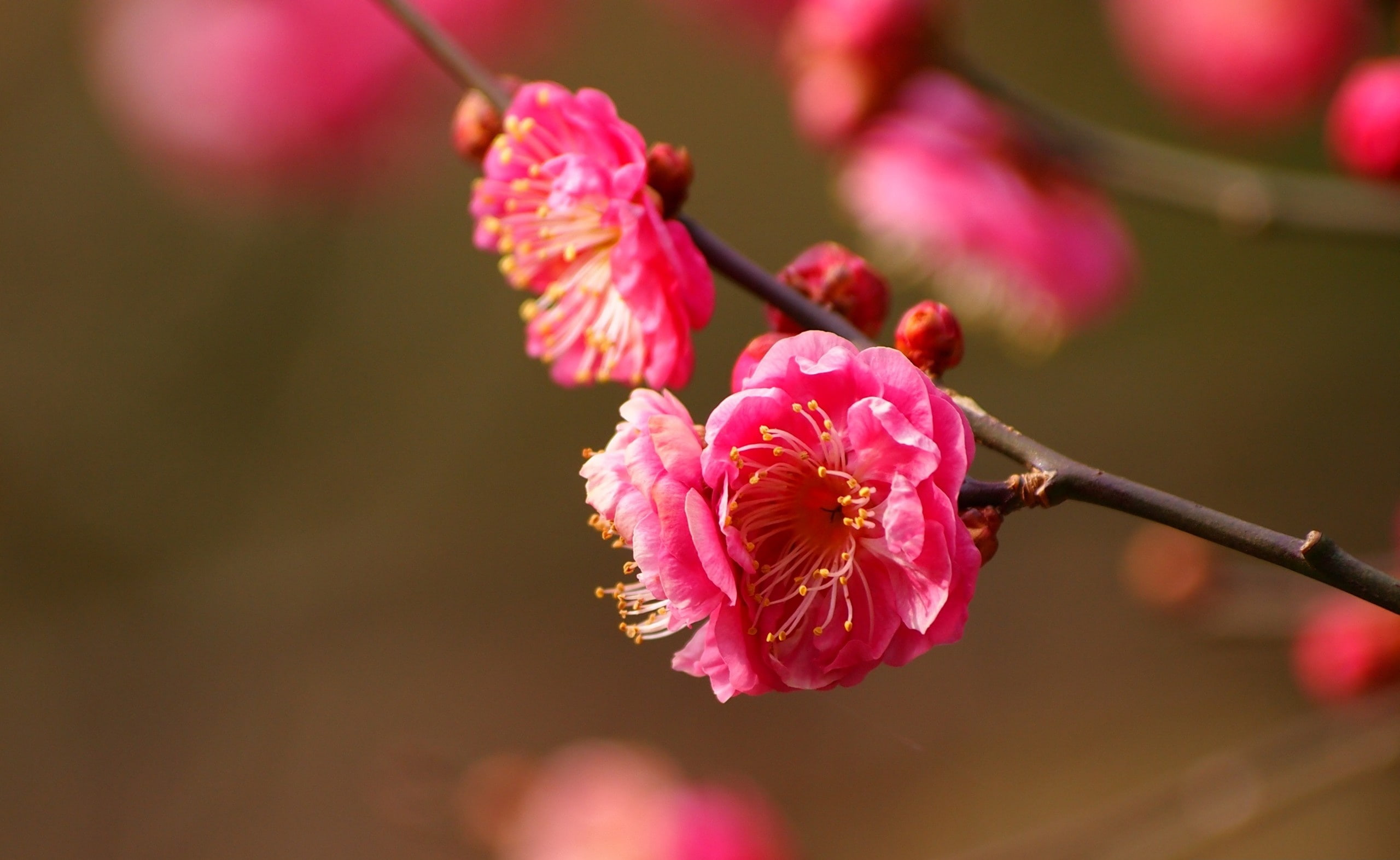 Spring, Plum, 2K, Seasons, Blooming, Blossoms, Beautiful, HD Wallpaper