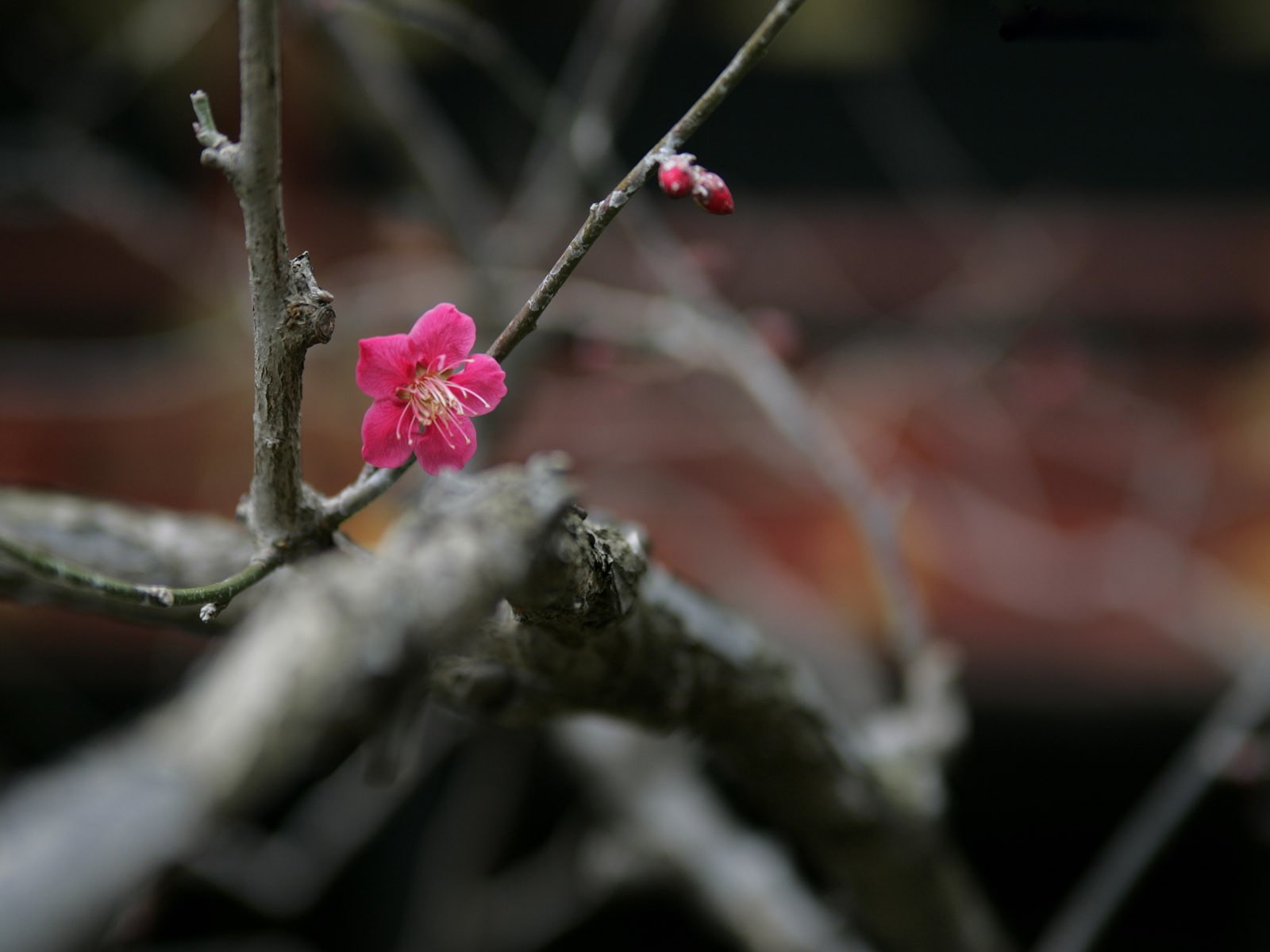 flowers, branch, pink flowers, nature, depth of field, plants, twigs, 720P, HD Wallpaper