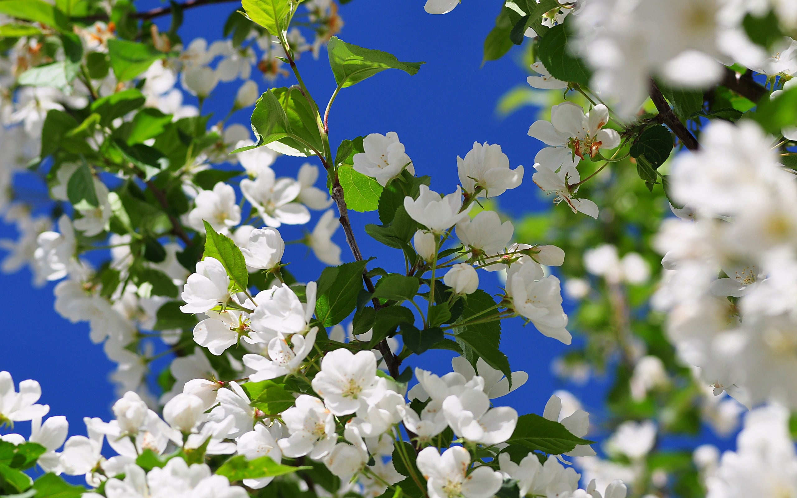 petal, 2K, blue, tree, april, leaf, beauty In Nature, springtime, nature, flower, twig, fragility, flowering plant, close-up, white, green Color, day, HD Wallpaper