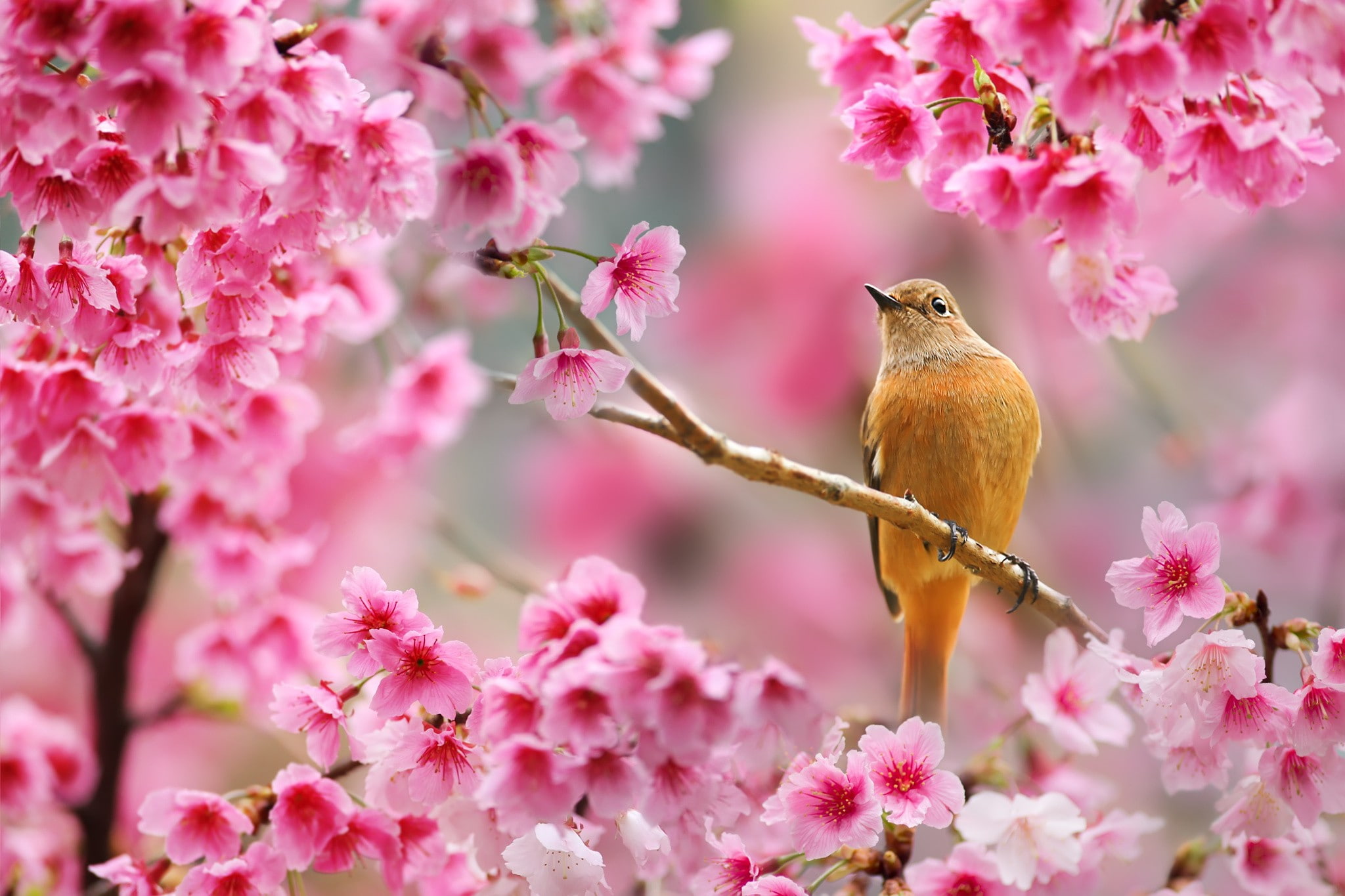 1080P, birds, depth of field, animals, nature, plants, flowers, cherry blossom, HD Wallpaper