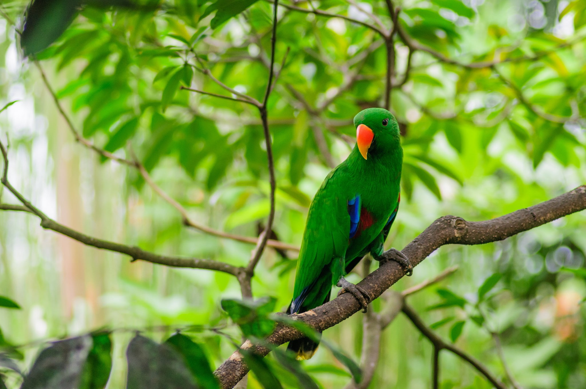 parrot, birds, twigs, depth of field, animals, 1080P, HD Wallpaper
