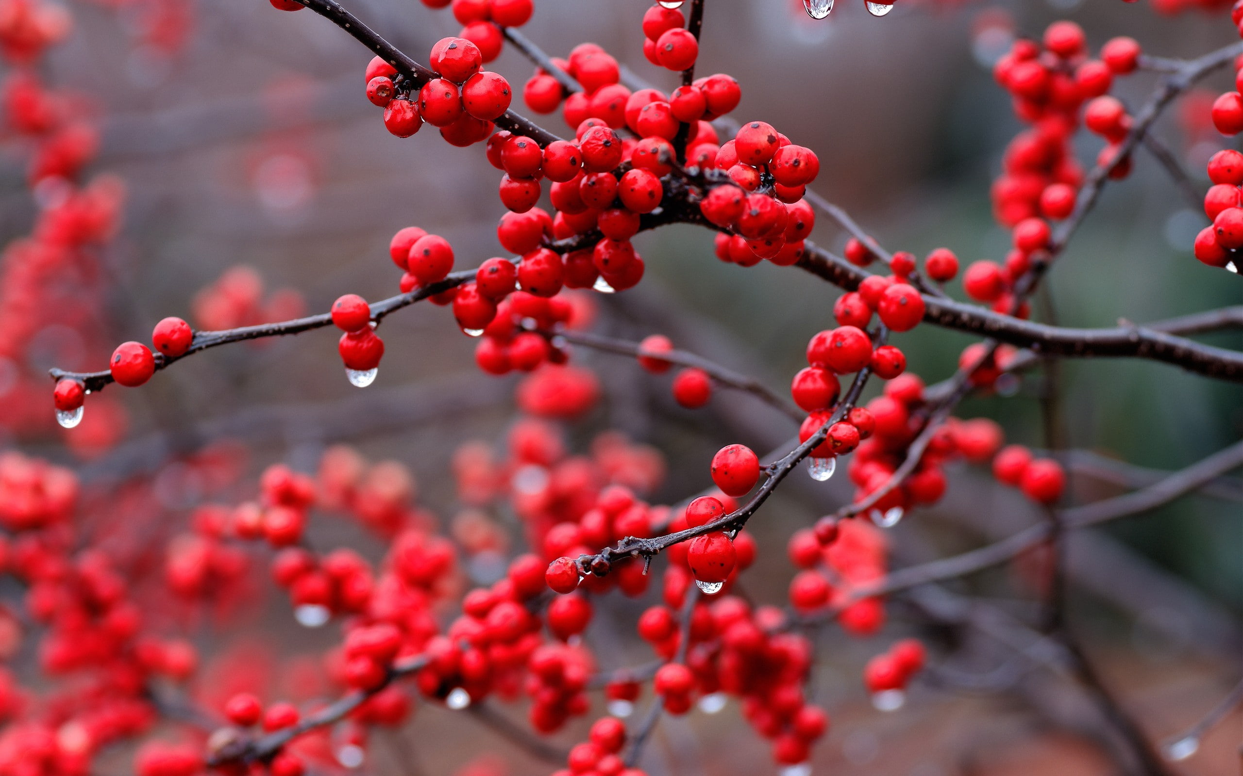 plants, 2K, twigs, rain, depth of field, water drops, nature, berries, HD Wallpaper