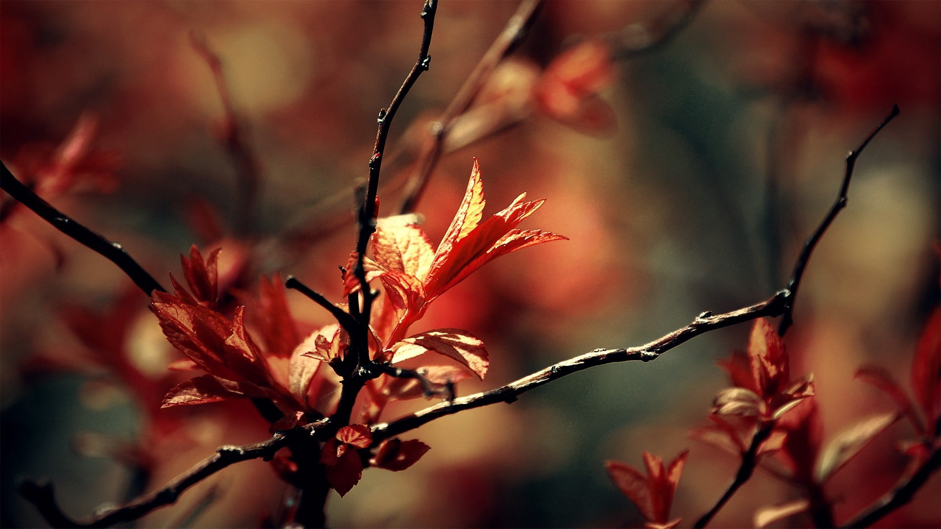 1080P, vulnerability, twig, change, leafed, leaf, outdoors, beauty in nature, plant part, red, tree, no people, branch, day, plants, growth, freshness, HD Wallpaper