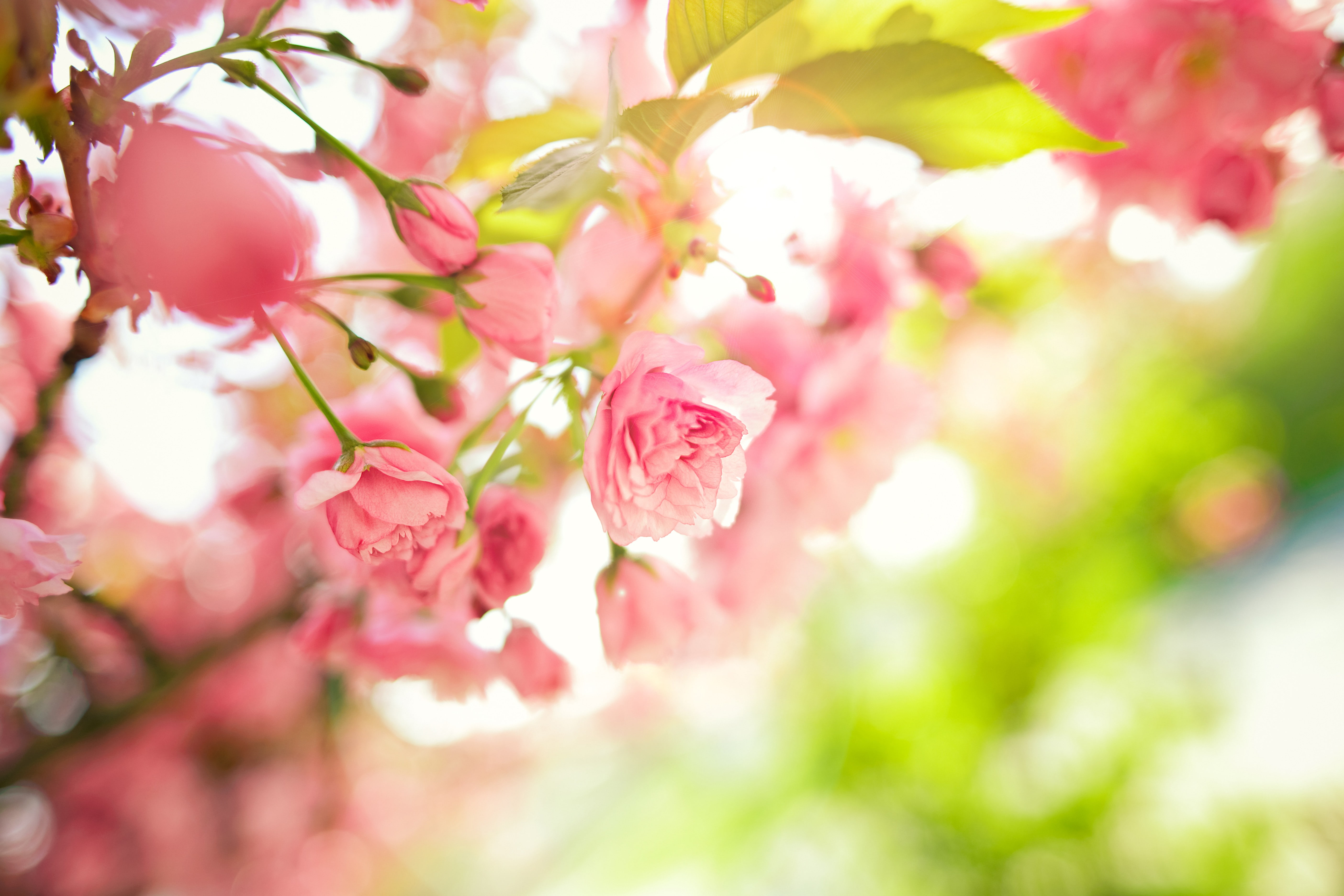 macro, 5K, blossoms, flowers, HD Wallpaper