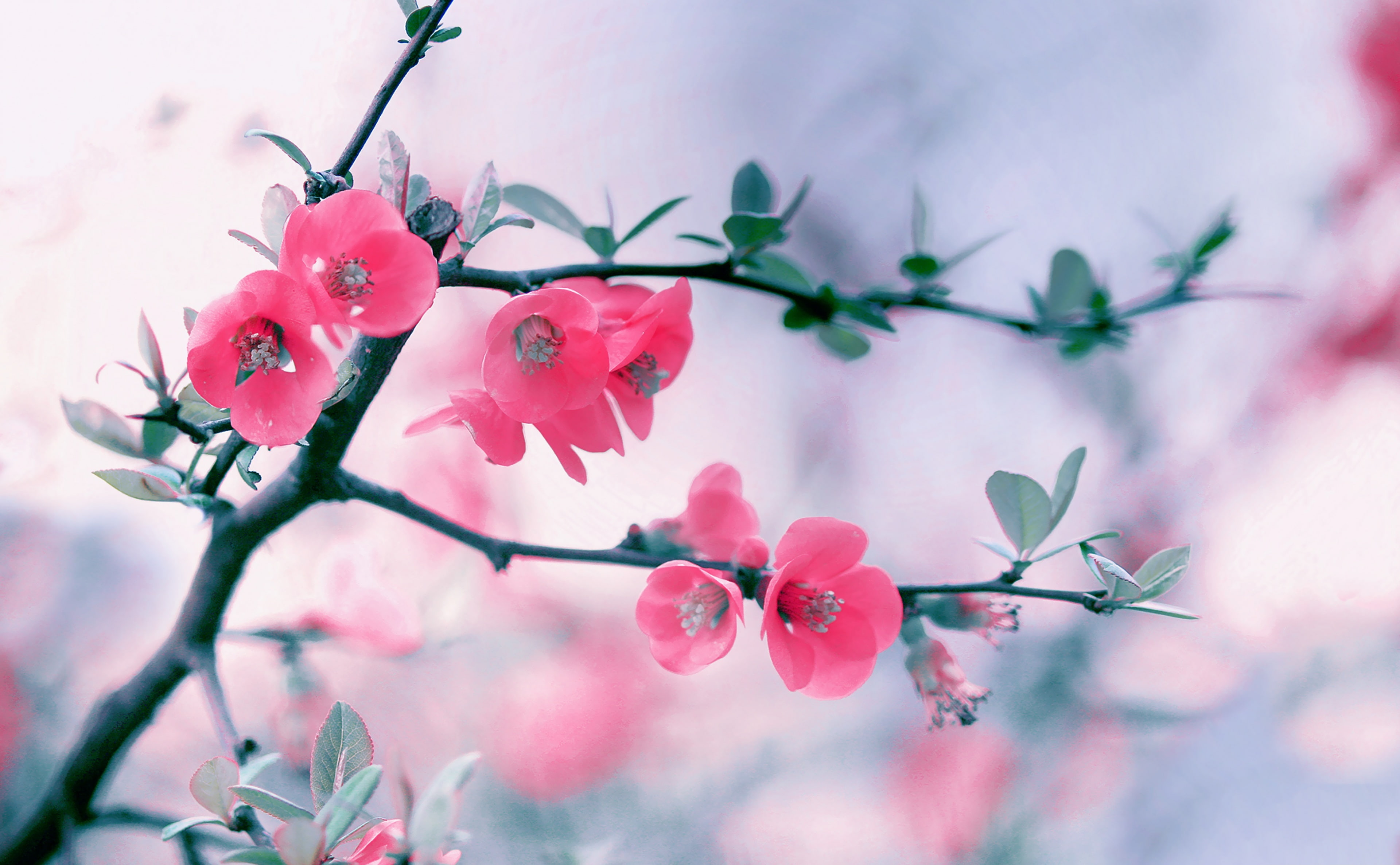 flower head, Macro, Bloom, growth, fragility, focus on foreground, selective focus, Spring, Flowers, flowering plant, day, cherry tree, springtime, close-up, HD Wallpaper