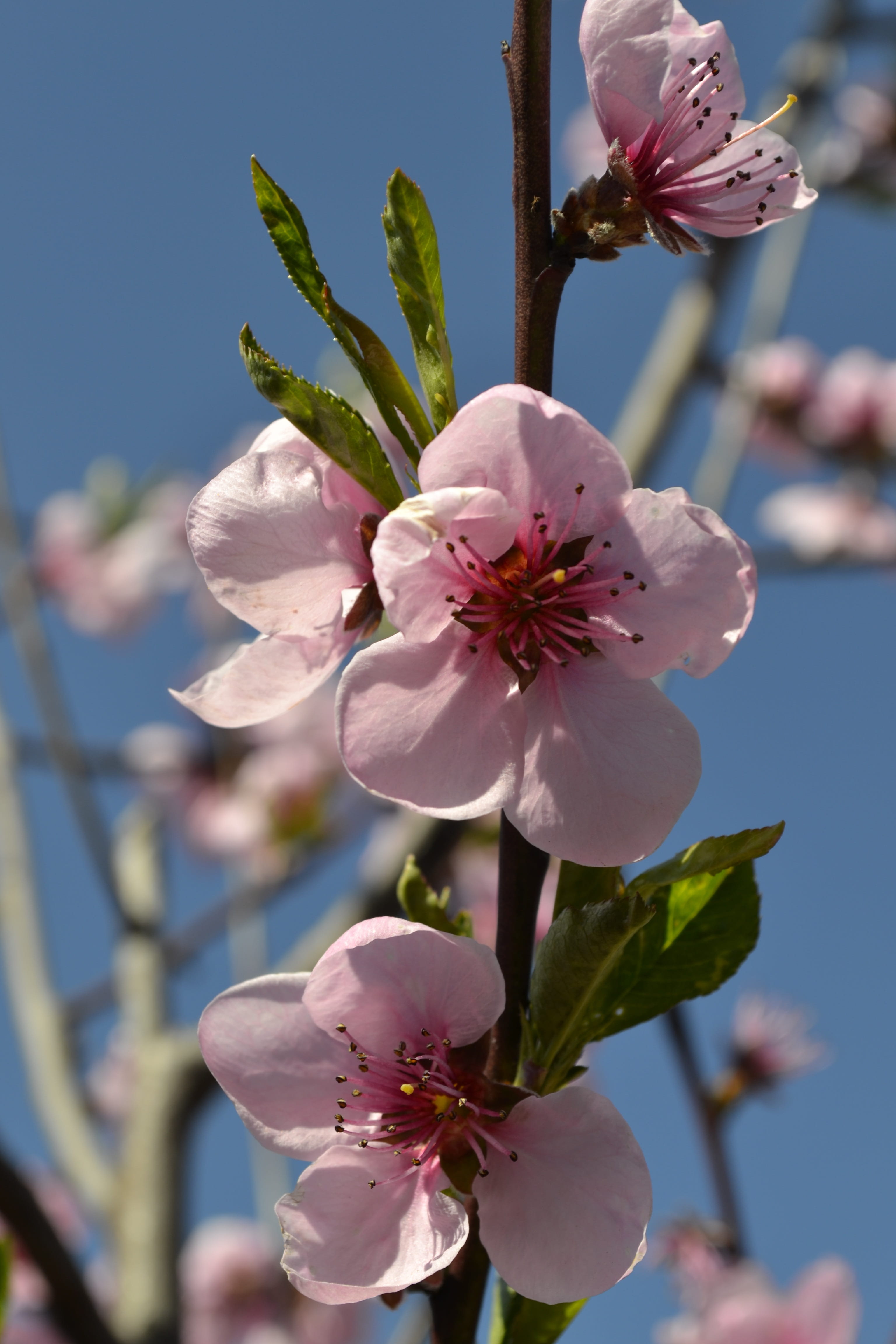 focus on foreground, fragility, cherry blossom, outdoors, cherry wood, pink color, plum blossom, cherry tree, inflorescence, beauty in nature, fruit tree, Phone HD Wallpaper