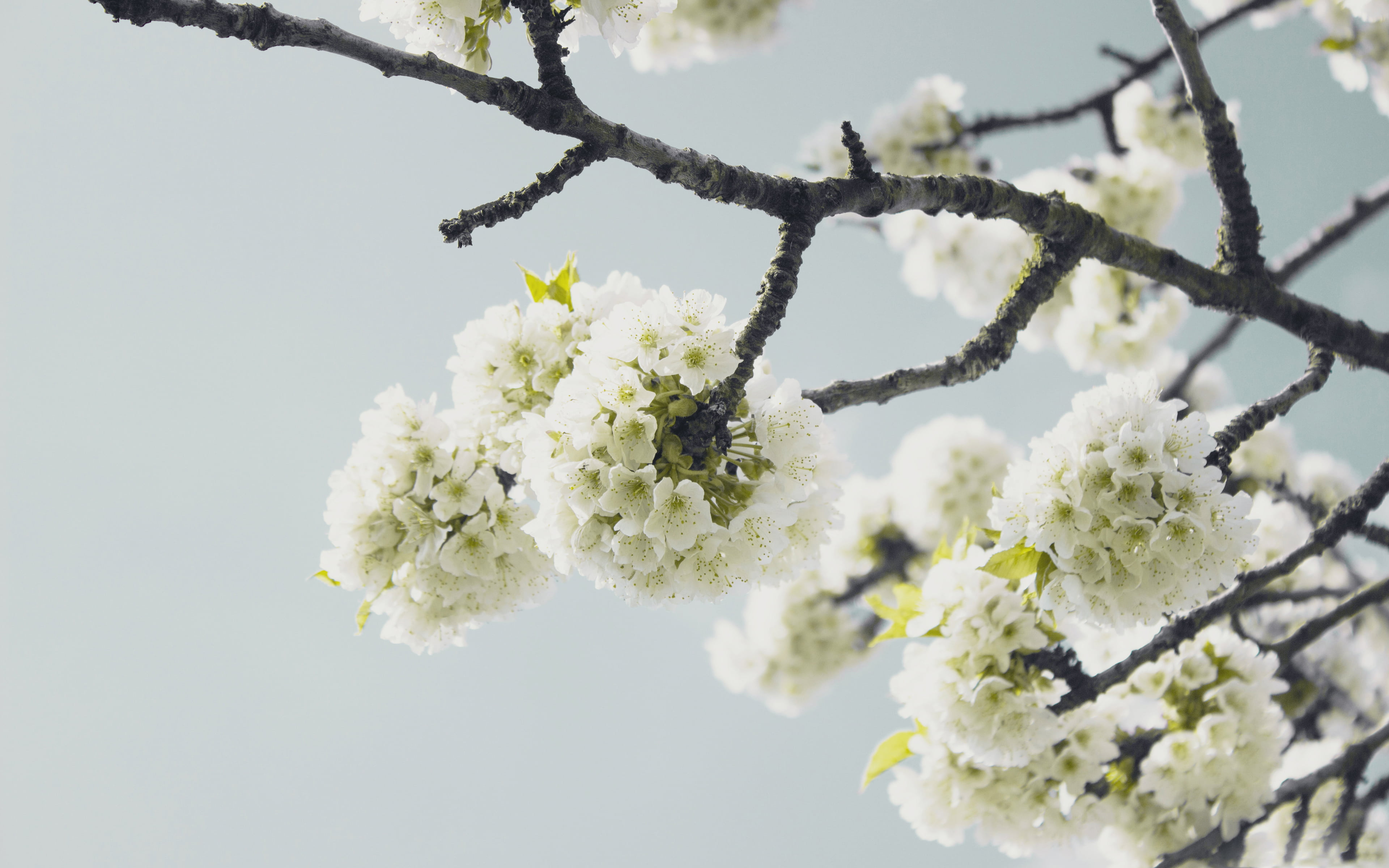 season, bunch of flowers, tree, petal, blooming, bright, flowering plant, fragility, 4K, flower, flower Head, white, focus on foreground, petals, pink Color, HD Wallpaper