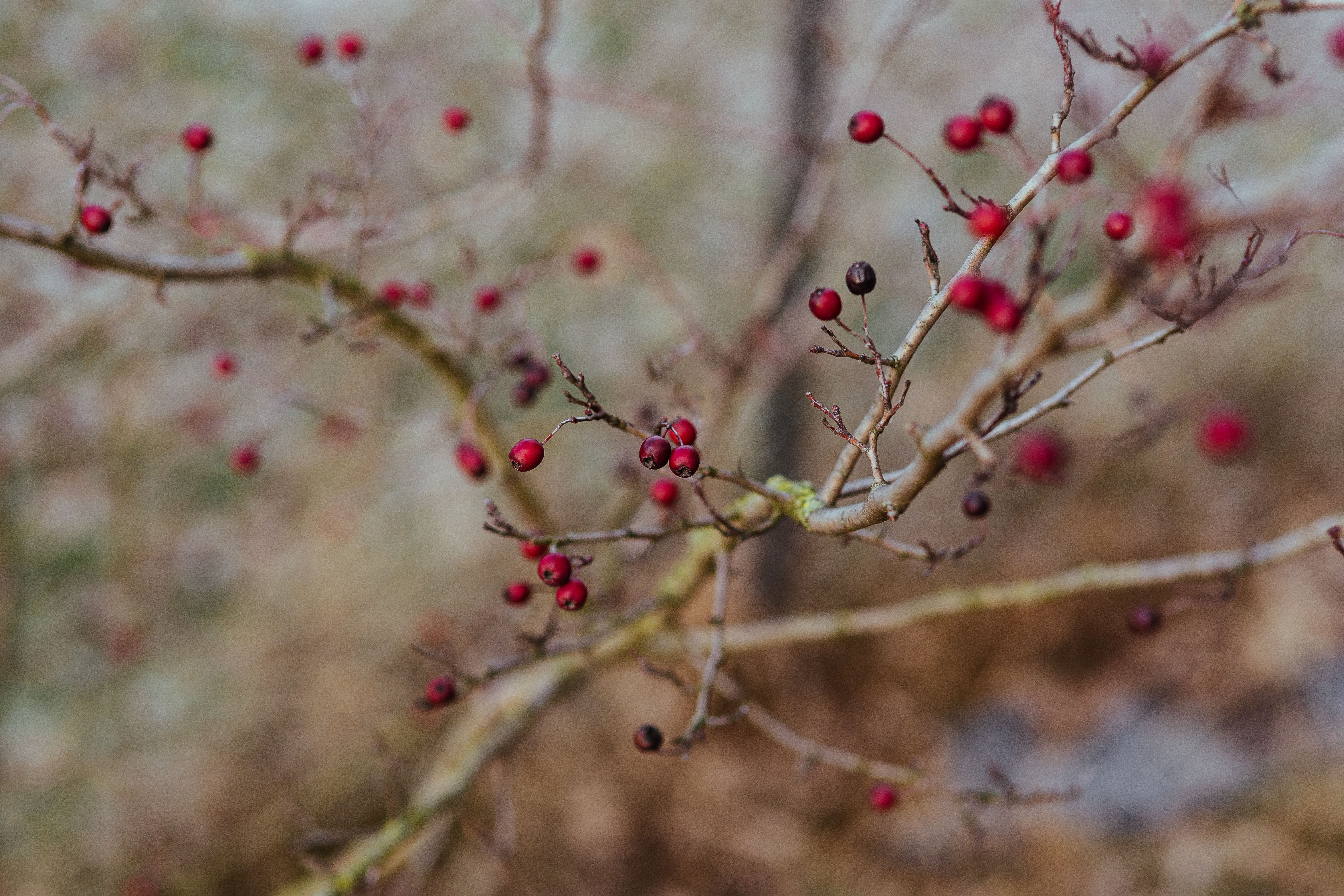 season, autumn, food and drink, blossom, cherry tree, nature, beauty In Nature, logs, outdoors, plant, backgrounds, flower, branch, no people, 5K, tree, HD Wallpaper