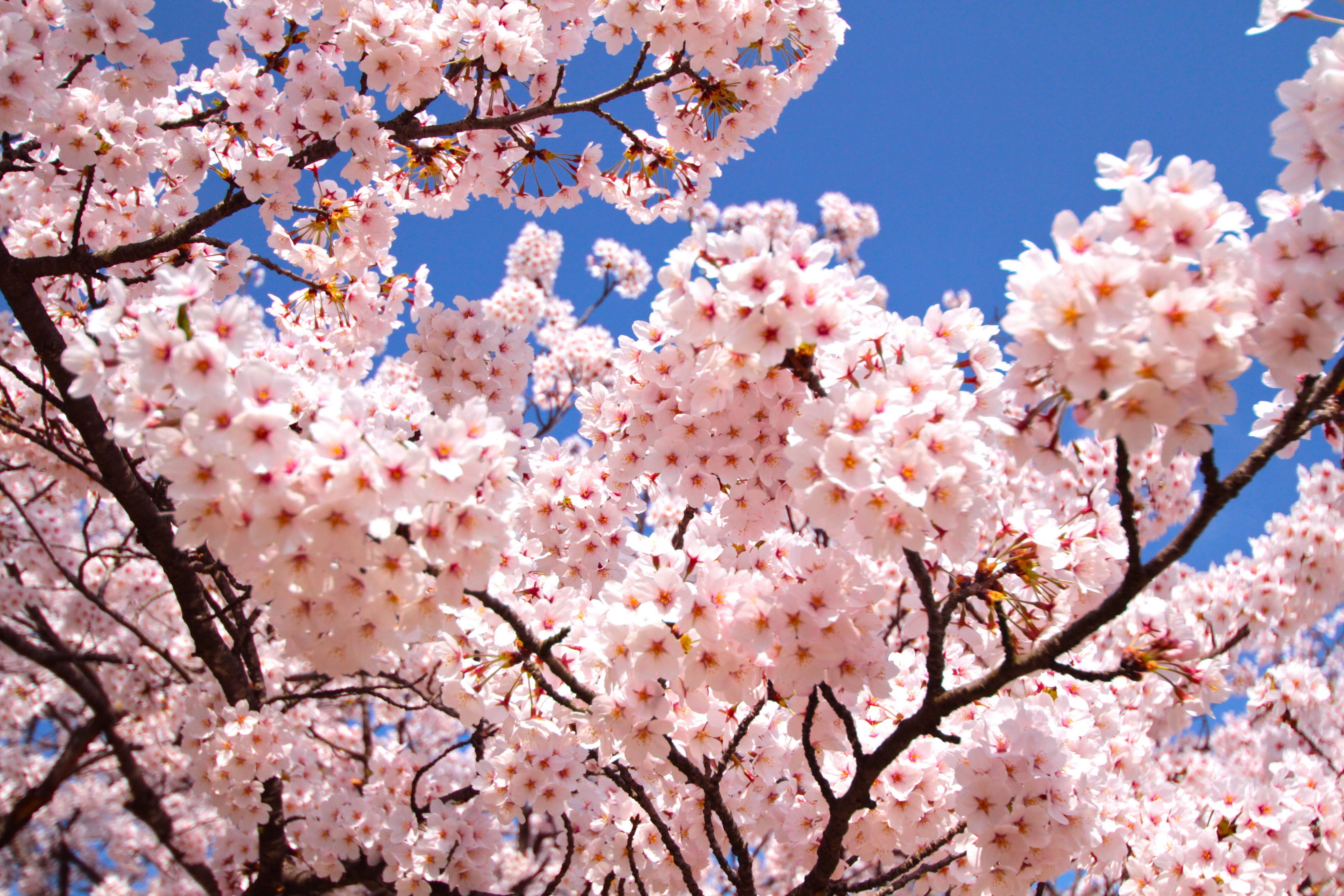 freshness, pink color, spring, day, low angle view, vulnerability, no people, outdoors, 4K, nature, sky, cherry blossom, springtime, blossom, beauty in nature, HD Wallpaper