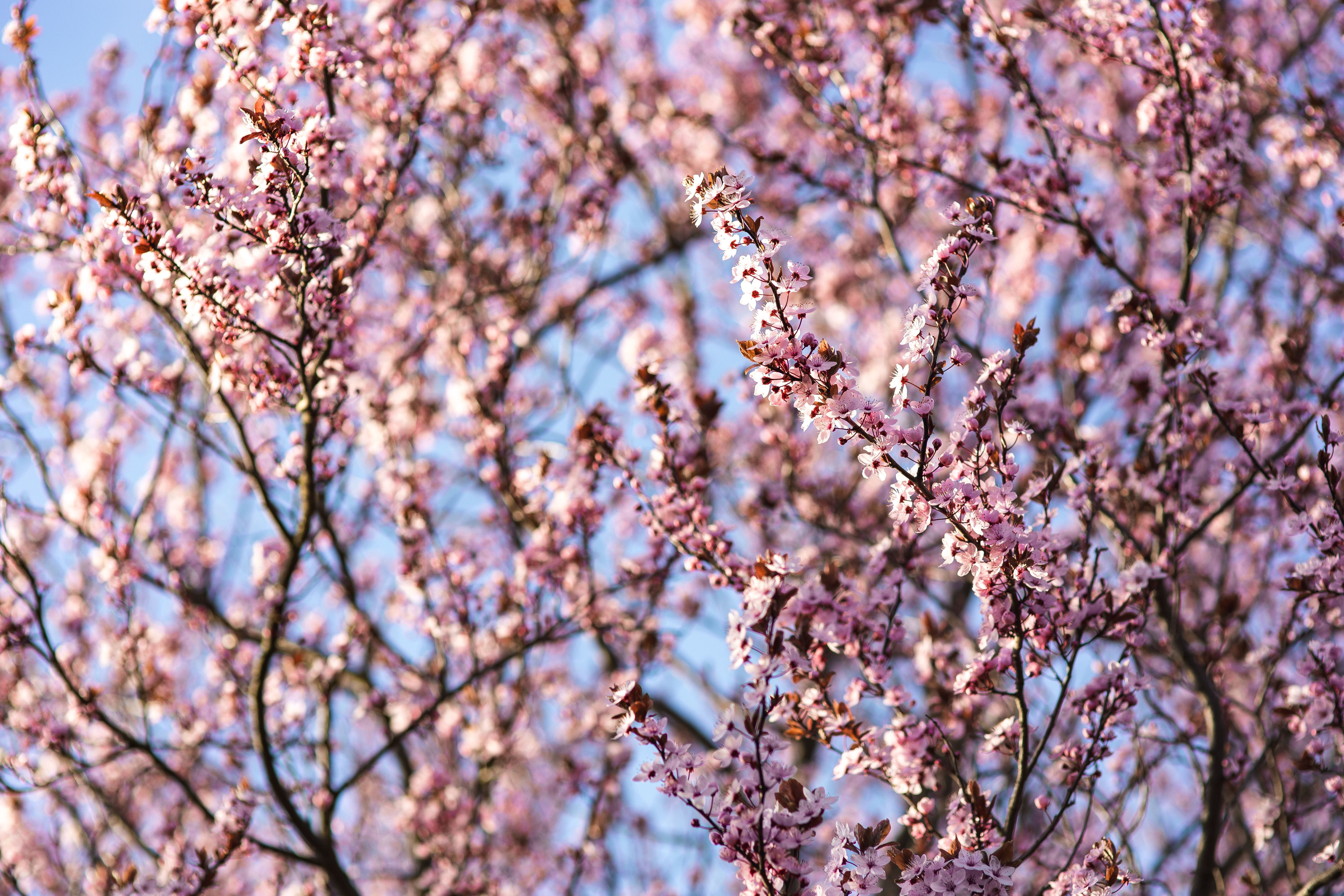 botany, vulnerability, branch, spring, season, close-up, flower Head, low angle view, beauty In Nature, flowers, nature, day, blue, springtime, blossom, HD Wallpaper