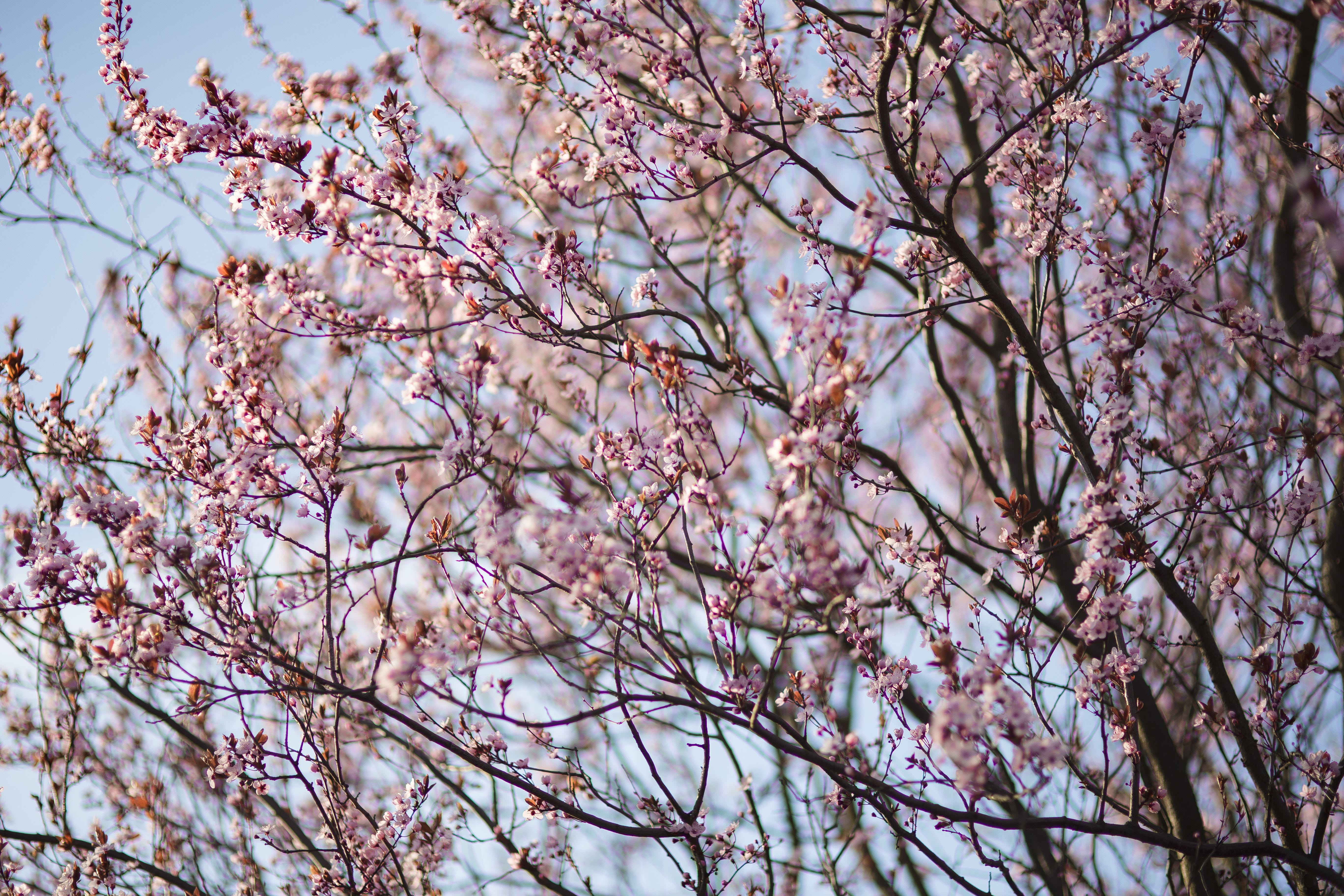 flowers, plant, no people, day, tranquility, flowering plant, tree, blue, pink Color, vulnerability, beauty In Nature, petal, sky, branch, season, flora, HD Wallpaper