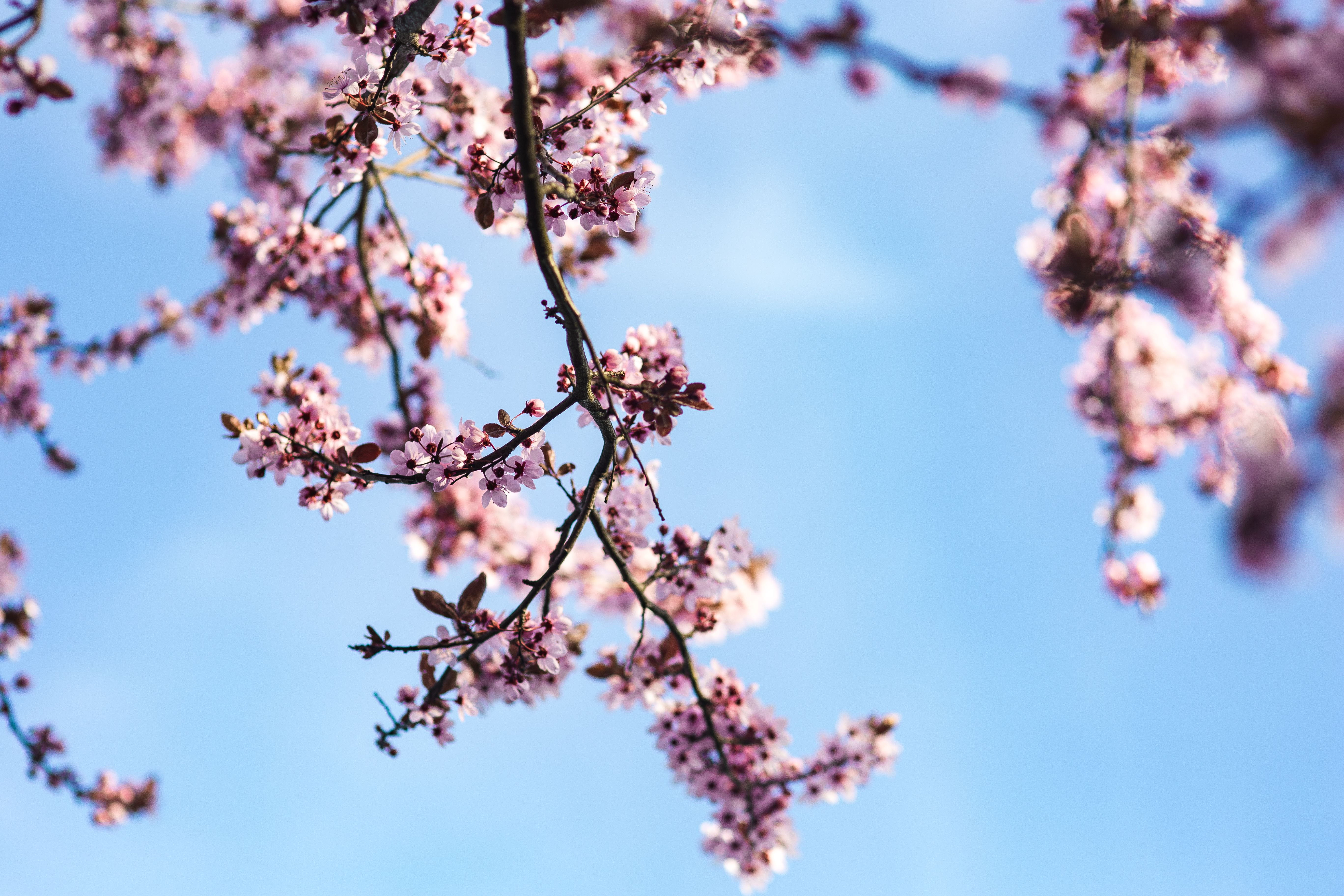 twig, growth, japan, flora, cherry, freshness, springtime, beauty In Nature, blooming, flowering plant, season, fragility, no people, vulnerability, close-up, HD Wallpaper