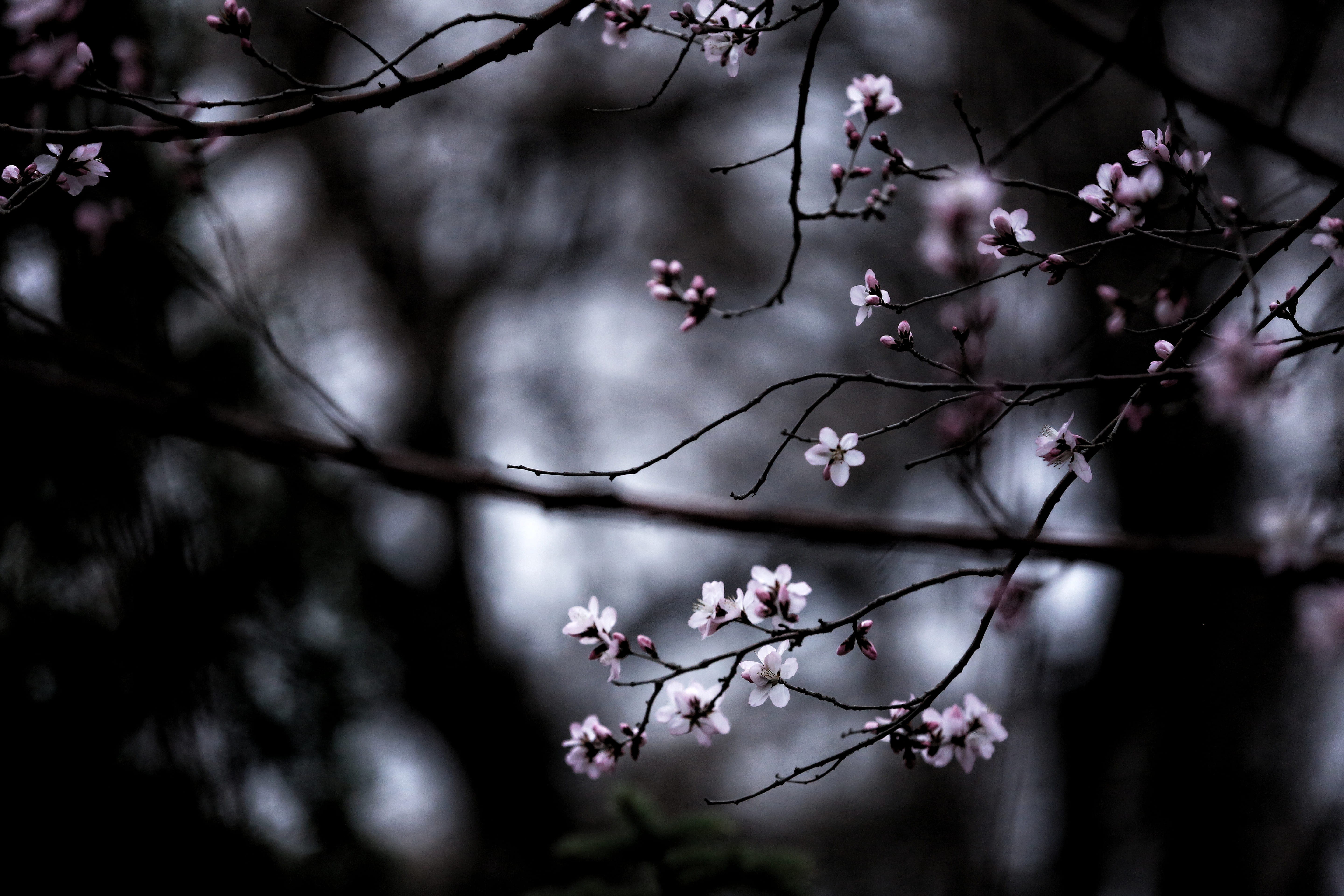 flower, tree, fragility, day, branch, low angle view, cherry blossom, flowers, flowering plant, floral, flower head, beauty in nature, cherry tree, 5K, HD Wallpaper