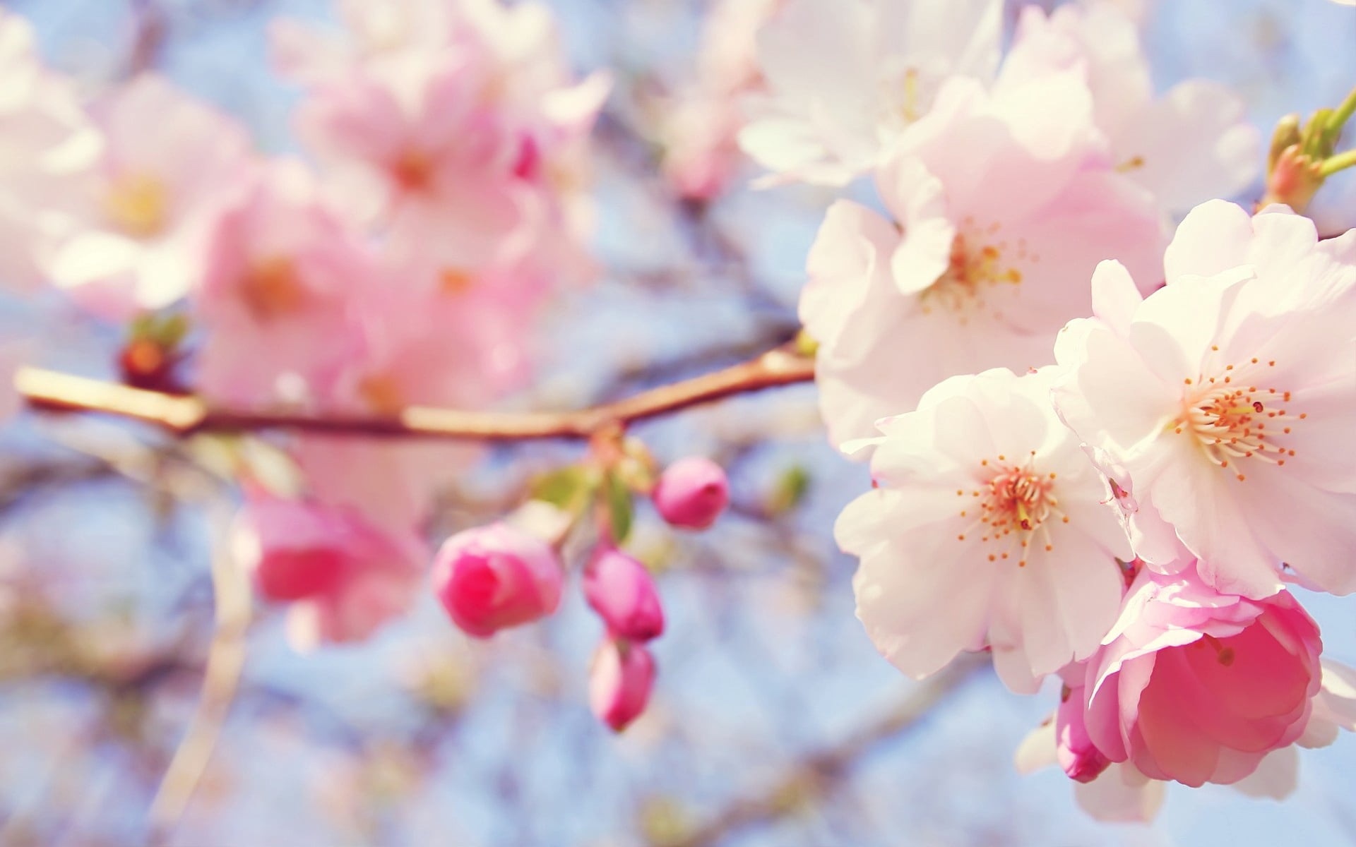 april, plum blossom, pink Color, flowers, nature, season, white, springtime, vulnerability, growth, 1080P, cherry Tree, petal, pink, tree, fragility, pollen, HD Wallpaper