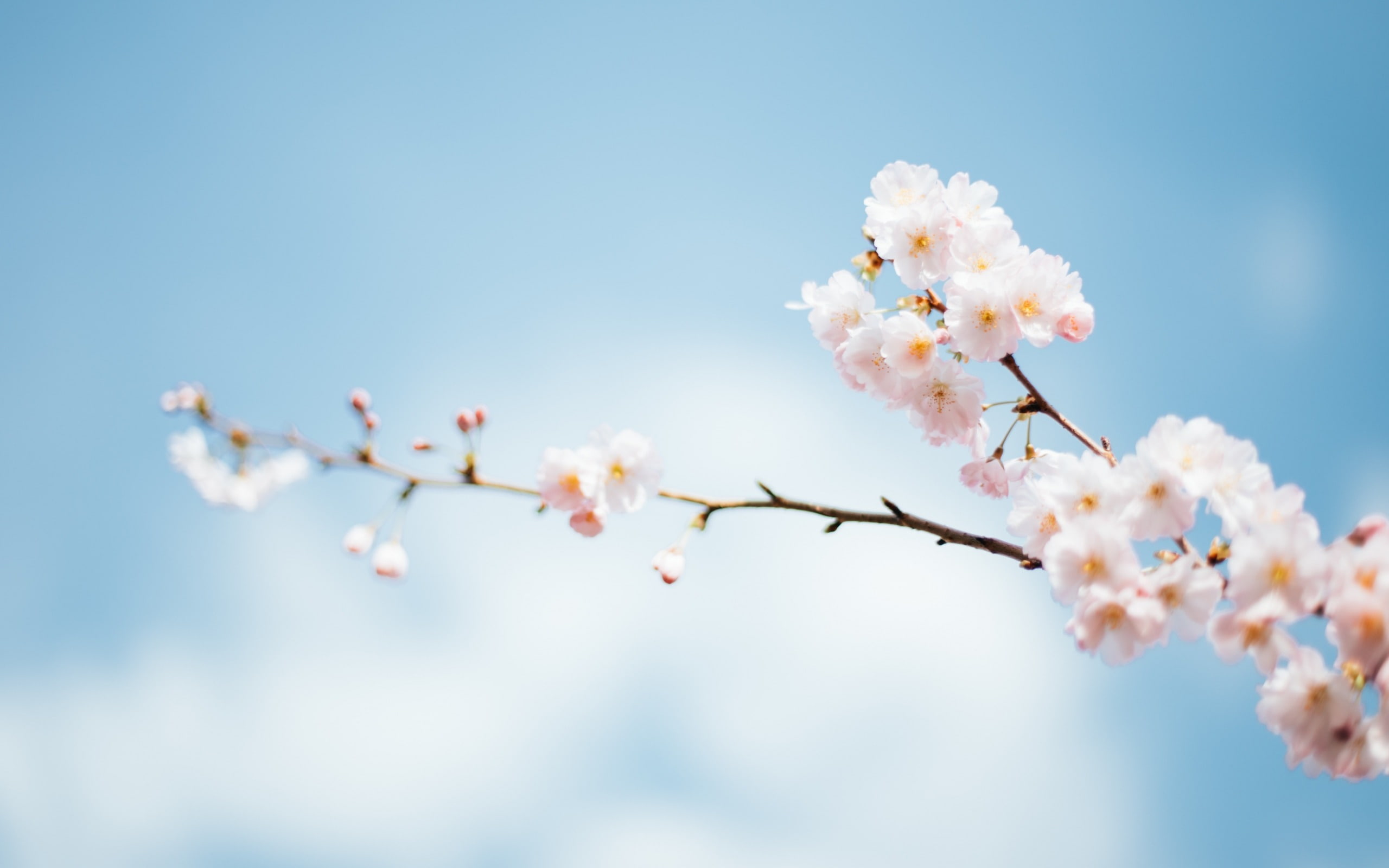 pollen, plant, tree, flower head, flowering plant, pink color, bunch of flowers, vulnerability, cherry blossom, no people, day, petal, cherry tree, high, HD Wallpaper