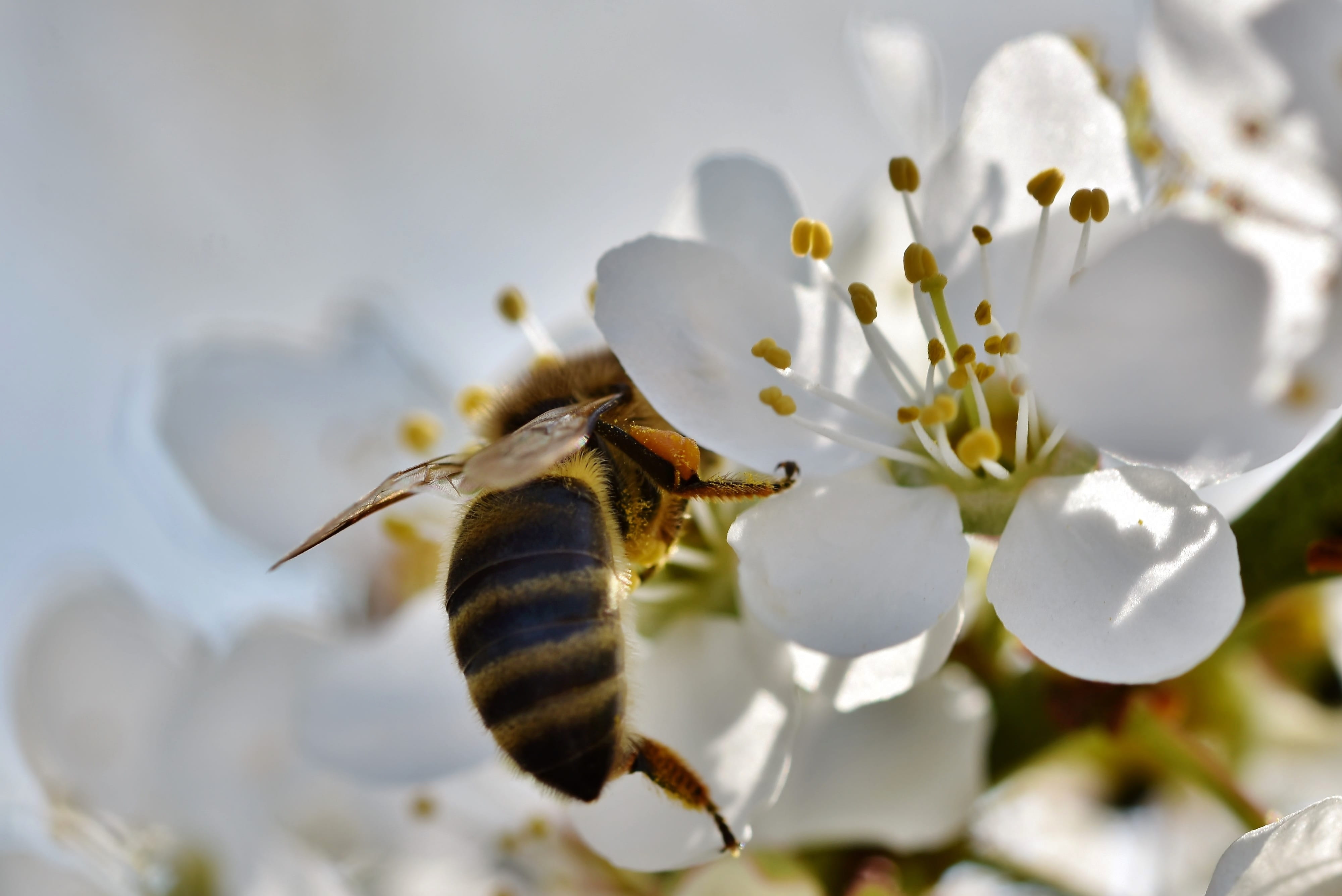 honey bee, nectar, one animal, invertebrate, freshness, collect, pollen, hard work, plant, flower, bloom, white color, fragility, pollination, beauty in nature, HD Wallpaper