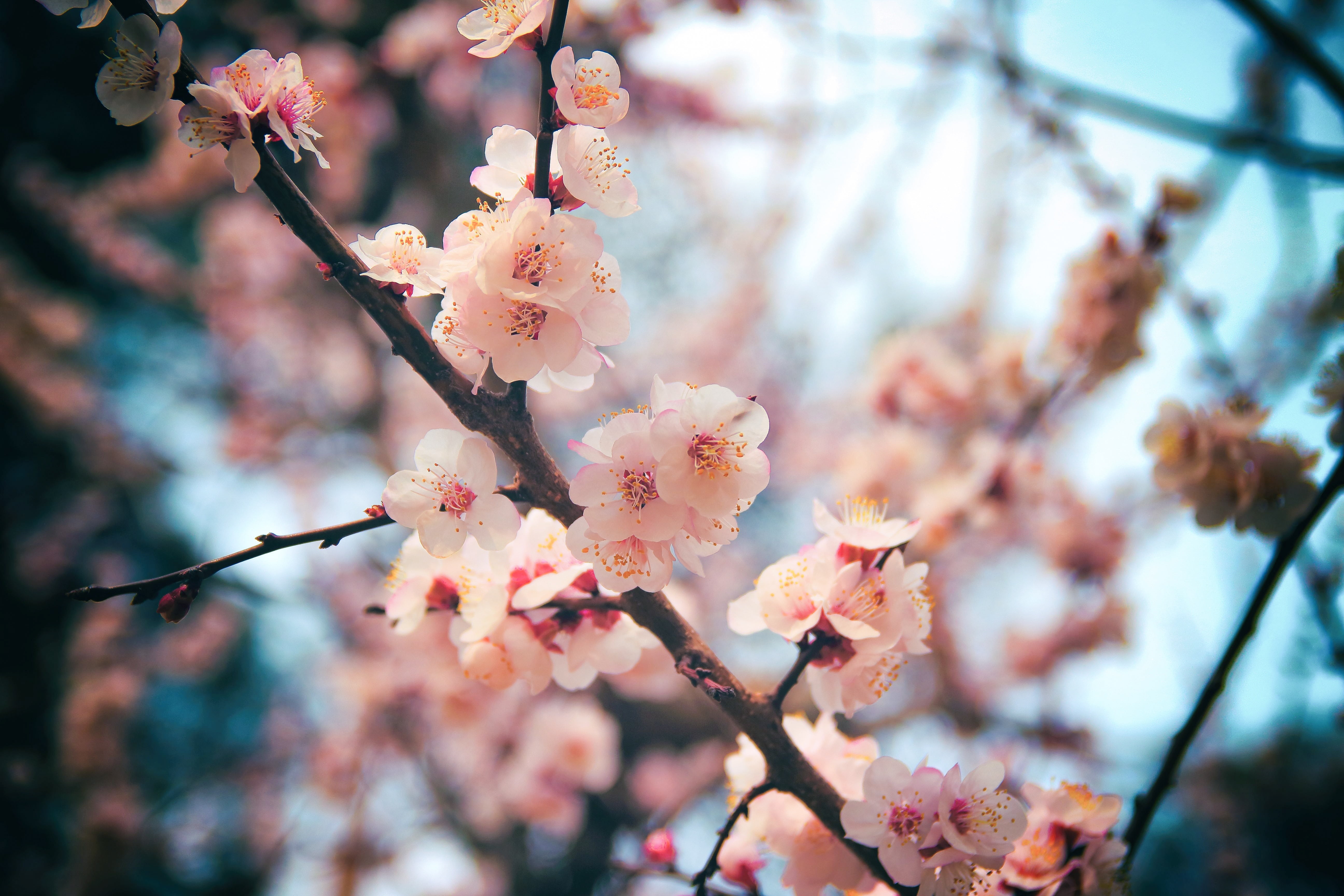 springtime, flower, focus on foreground, plum blossom, freshness, pollen, 5K, beauty in nature, nature, flowering plant, pink color, no people, day, vulnerability, HD Wallpaper