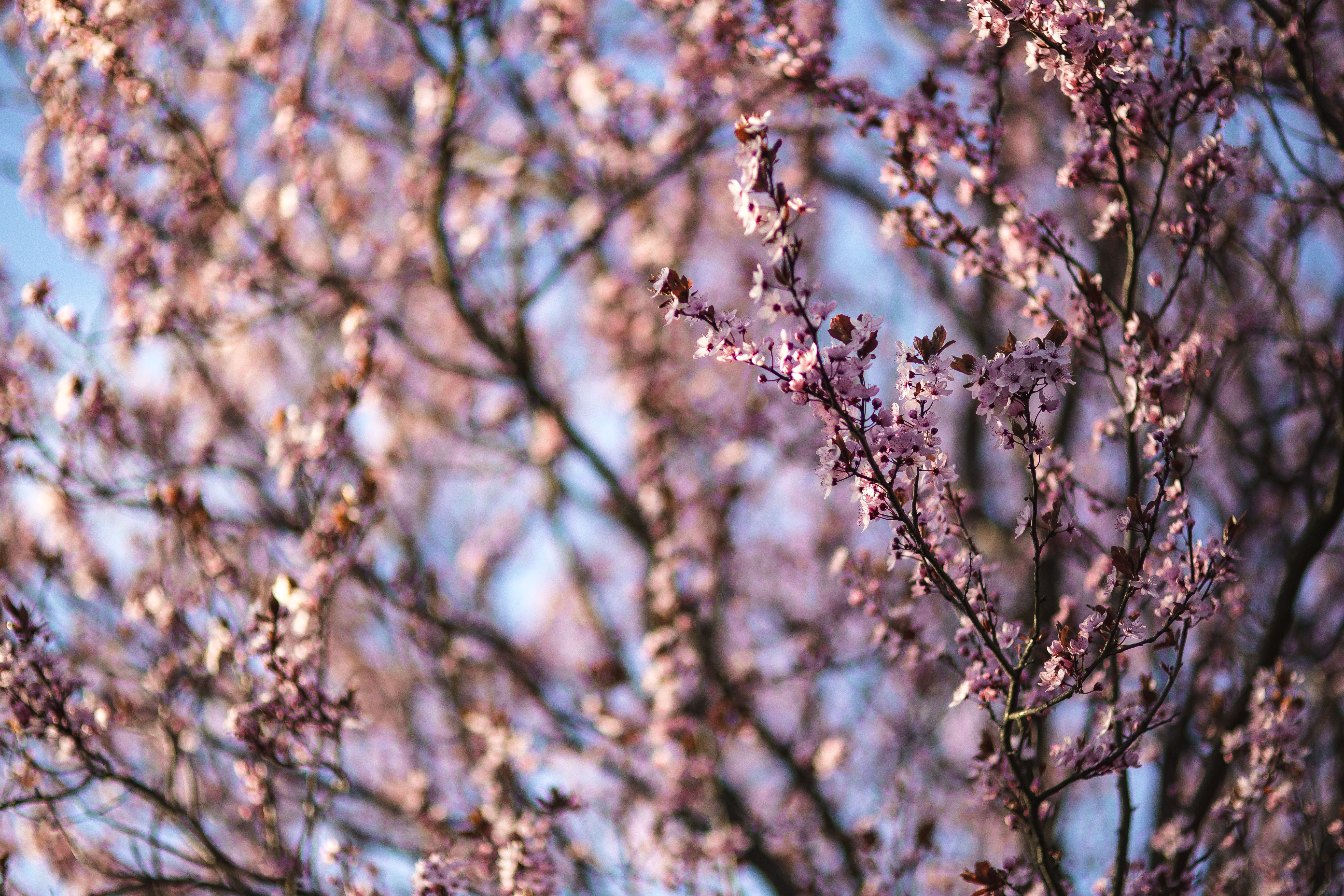 fragility, vulnerability, plant, cherry blossom, flowering plant, pink Color, freshness, blue sky, focus on foreground, flowers, twig, cherry tree, day, HD Wallpaper