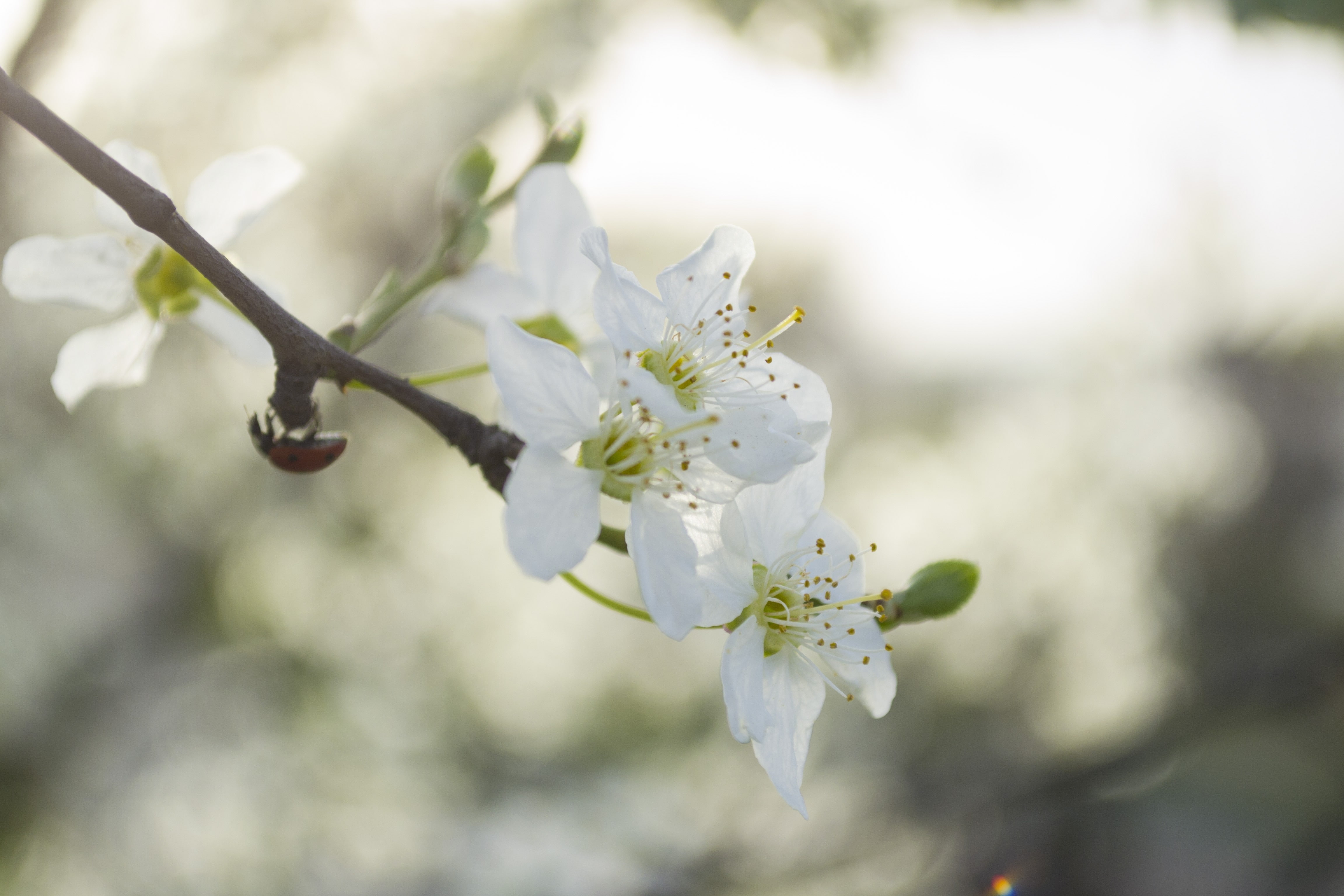 growth, spring, outdoors, day, branch, jasmine, plant, close-up, white color, cherry tree, pollen, twig, tree, flower head, fragility, petal, vulnerability, HD Wallpaper