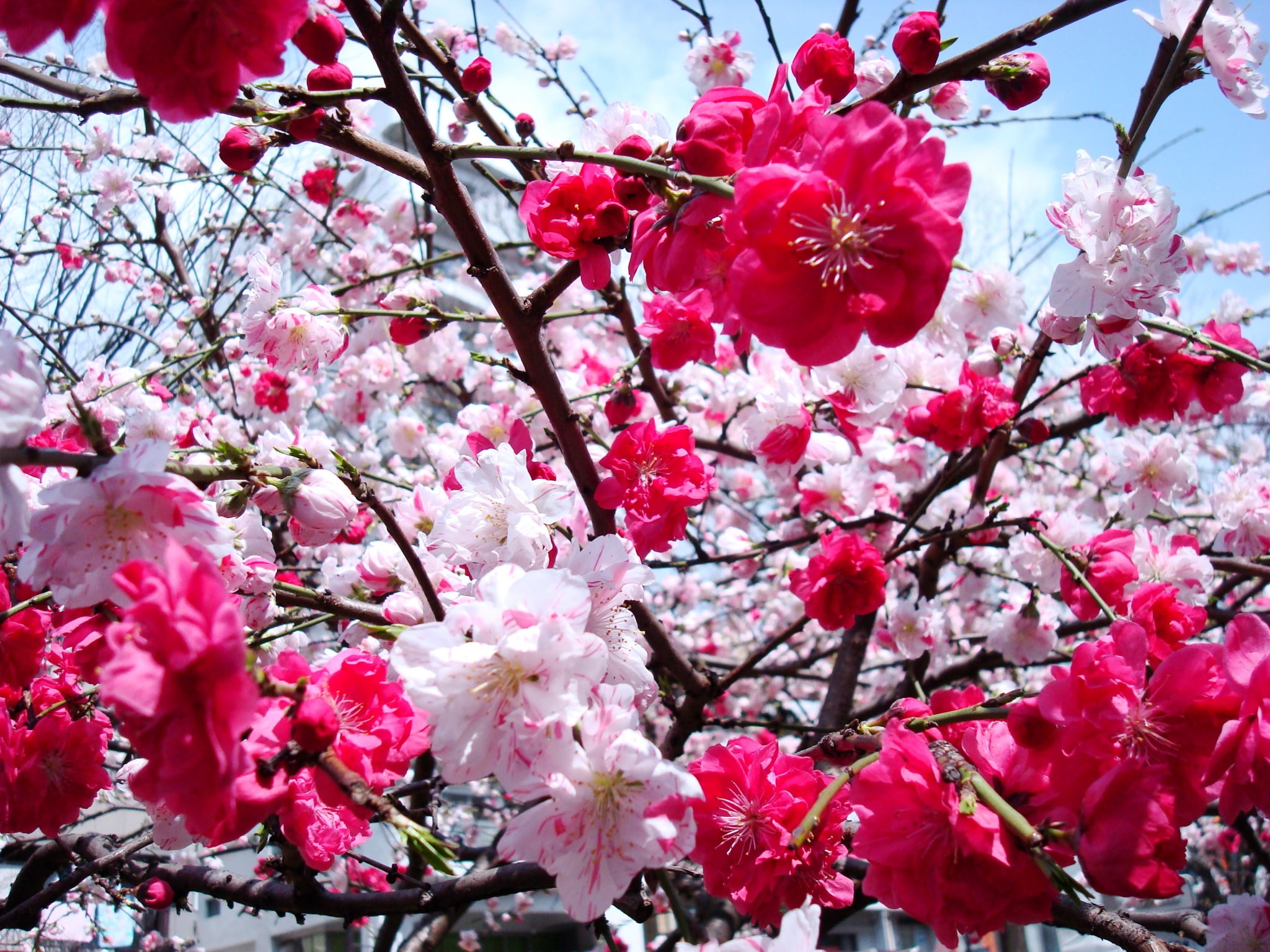 vulnerability, low angle view, petal, outdoors, flower, day, springtime, tree, freshness, no people, blossom, bunch of flowers, cherry blossom  for mac, HD Wallpaper