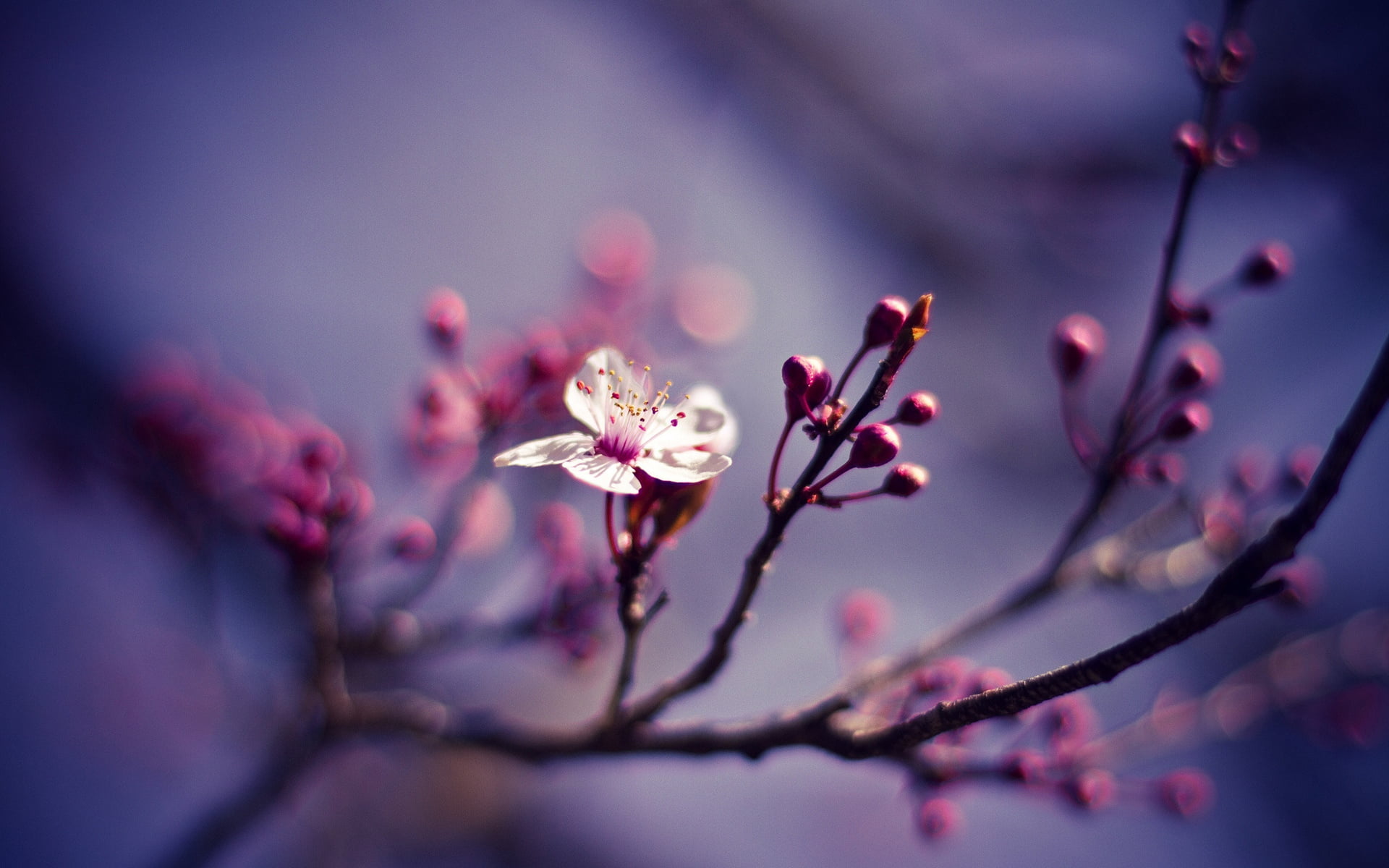 day, cherry Blossom, nature, focus on foreground, macro, purple, plant, cherry, springtime, white, new Life, april, blossoming, single Flower, no People, HD Wallpaper