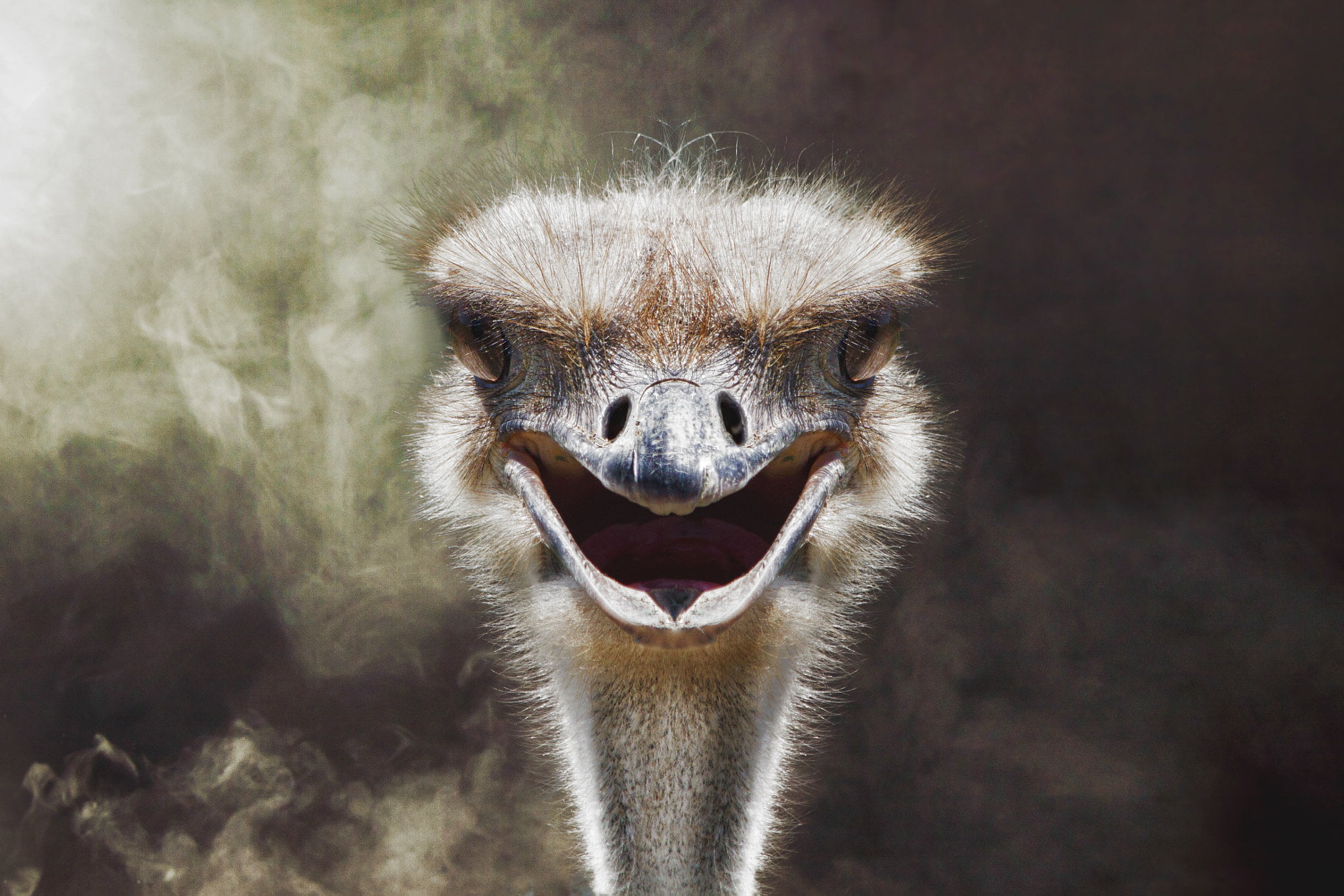 aggression, animal themes, mouth open, focus on foreground, animal mouth, no people, anger, emotion, animals in the wild, animal body part, animal, animal head, HD Wallpaper