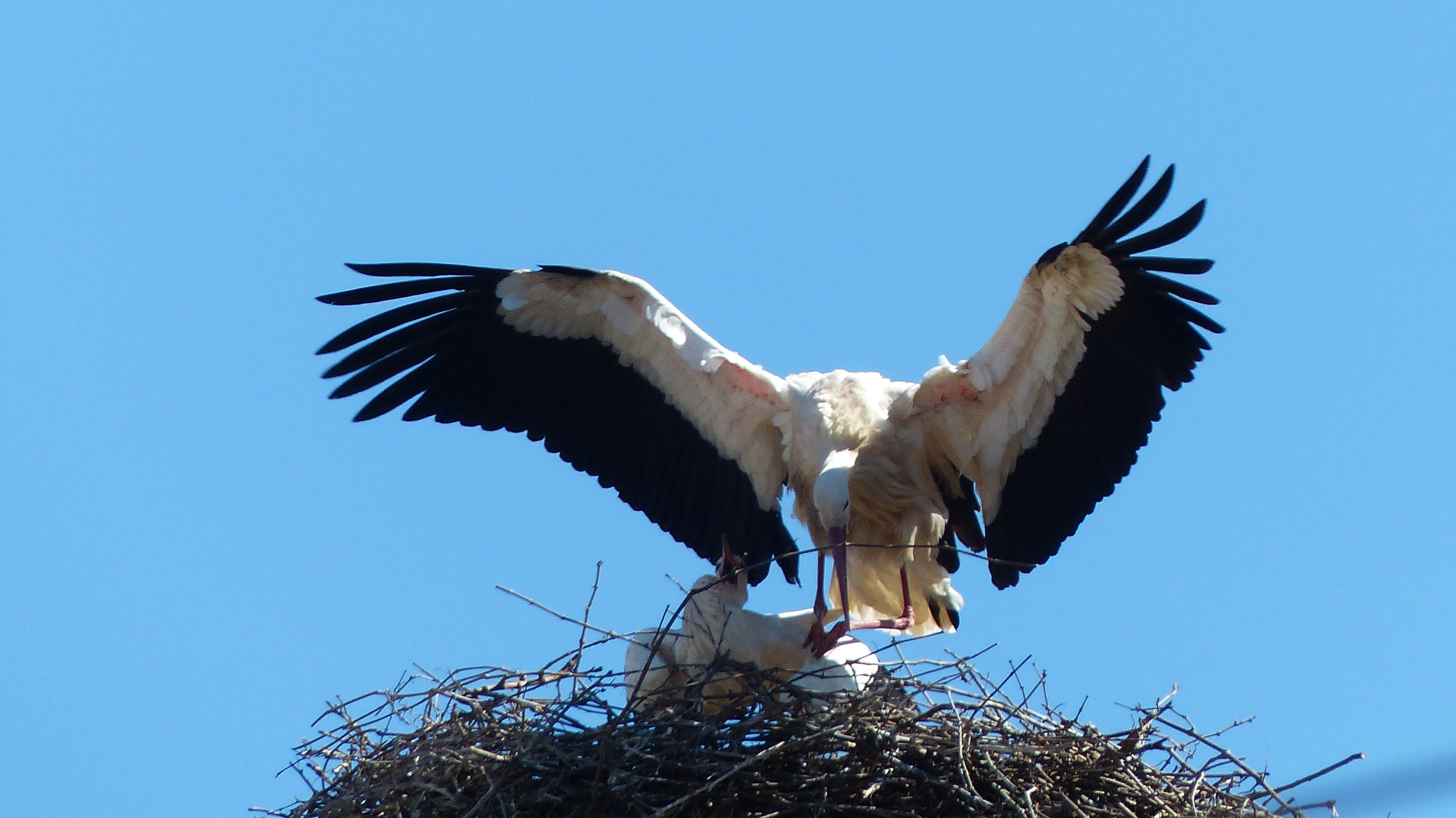 animals in the wild, bird, alsace, spread wings, animal body part, motion, vertebrate, stork, 4K, bird of prey, animal wildlife, flying, blue, animal, HD Wallpaper