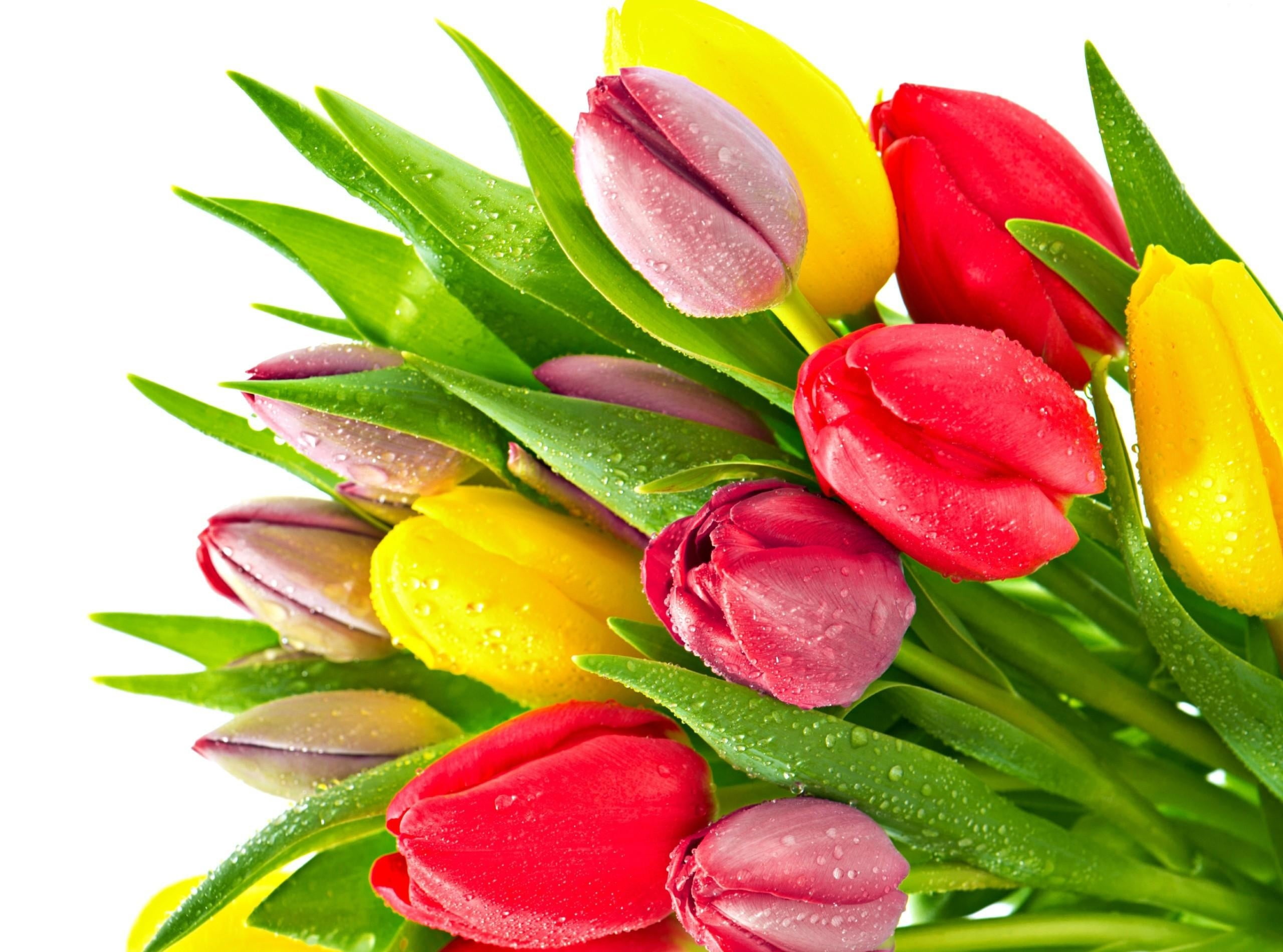 white, petal, water, freshness, romance, yellow, drop, vibrant Color, bunch, flowers, leaf, plant, blossom, isolated, green Color, close-up, indoors, wet, HD Wallpaper