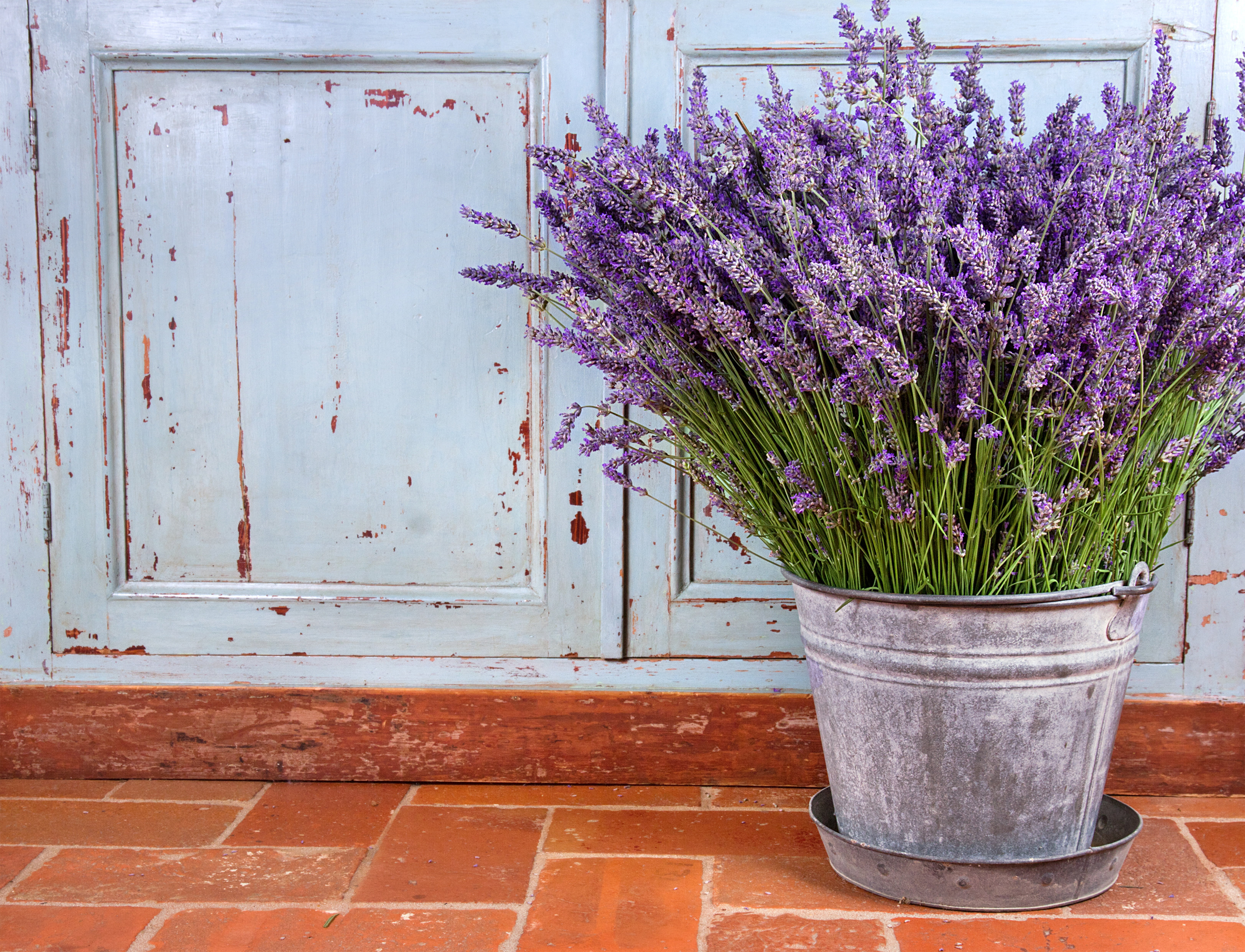 architecture, lavender Coloured, pink Color, scented, glass - material, close-up, wall - Building Feature, multi Colored, outdoors, door, vulnerability, HD Wallpaper
