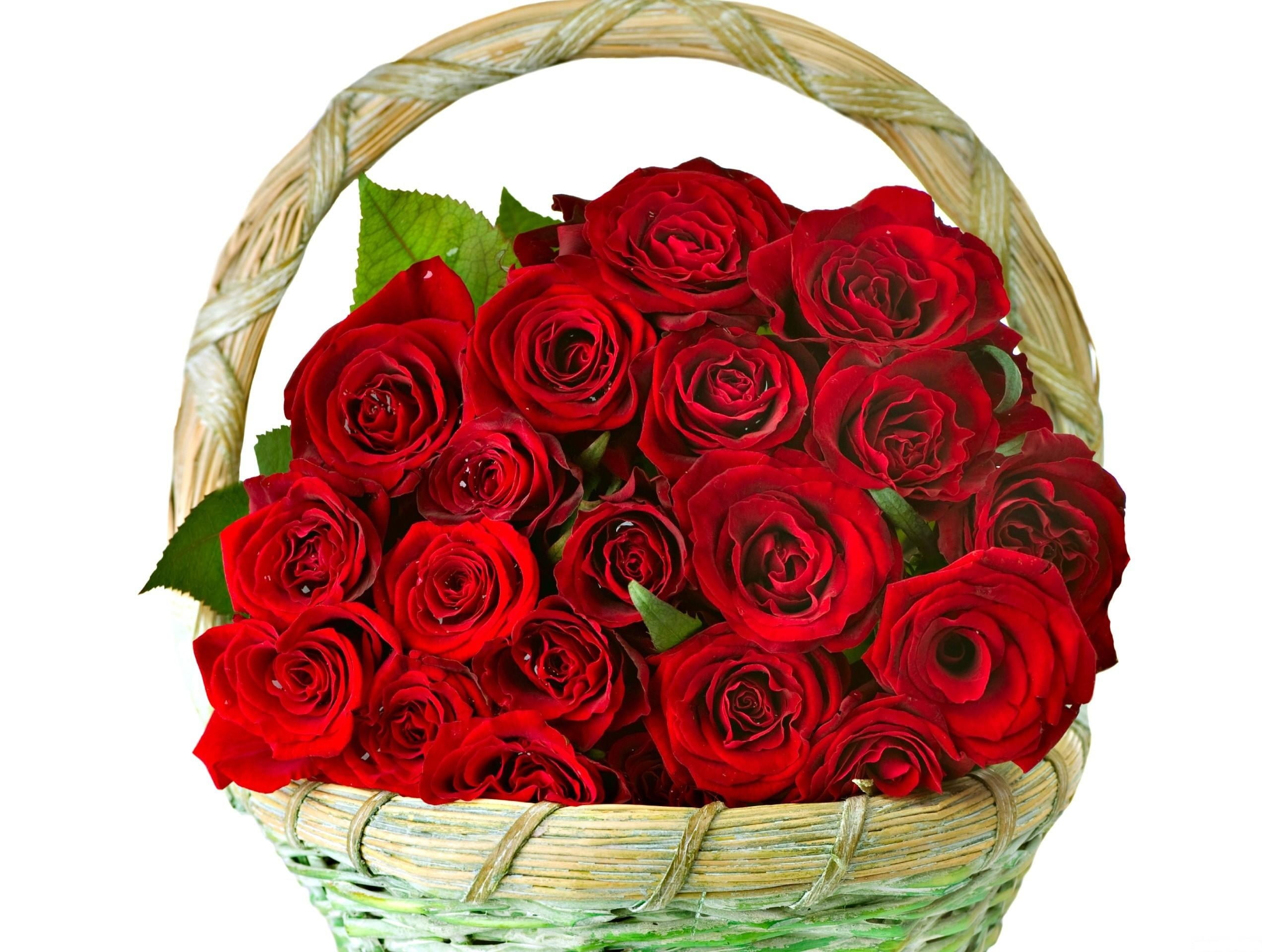 studio shot, brown, beauty In Nature, white Background, isolated, red, bunch, fragility, basket, vulnerability, rose - Flower, bouquet, romance, rose, blossom, HD Wallpaper