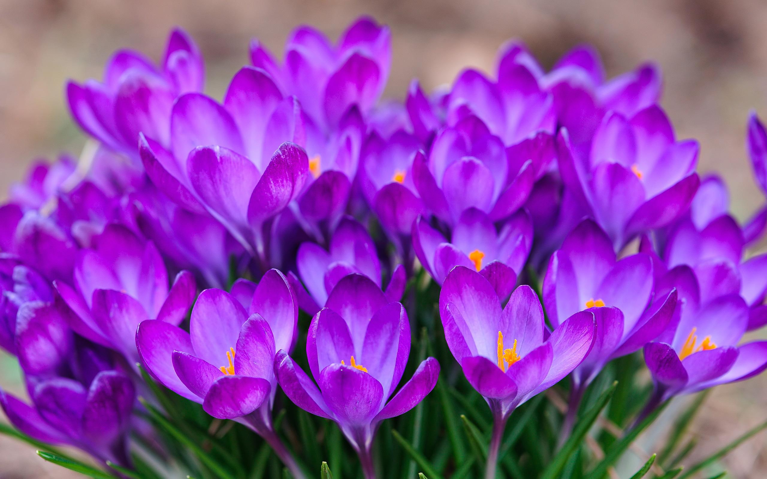 flower, nature, 2K, crocuses, bunch, HD Wallpaper