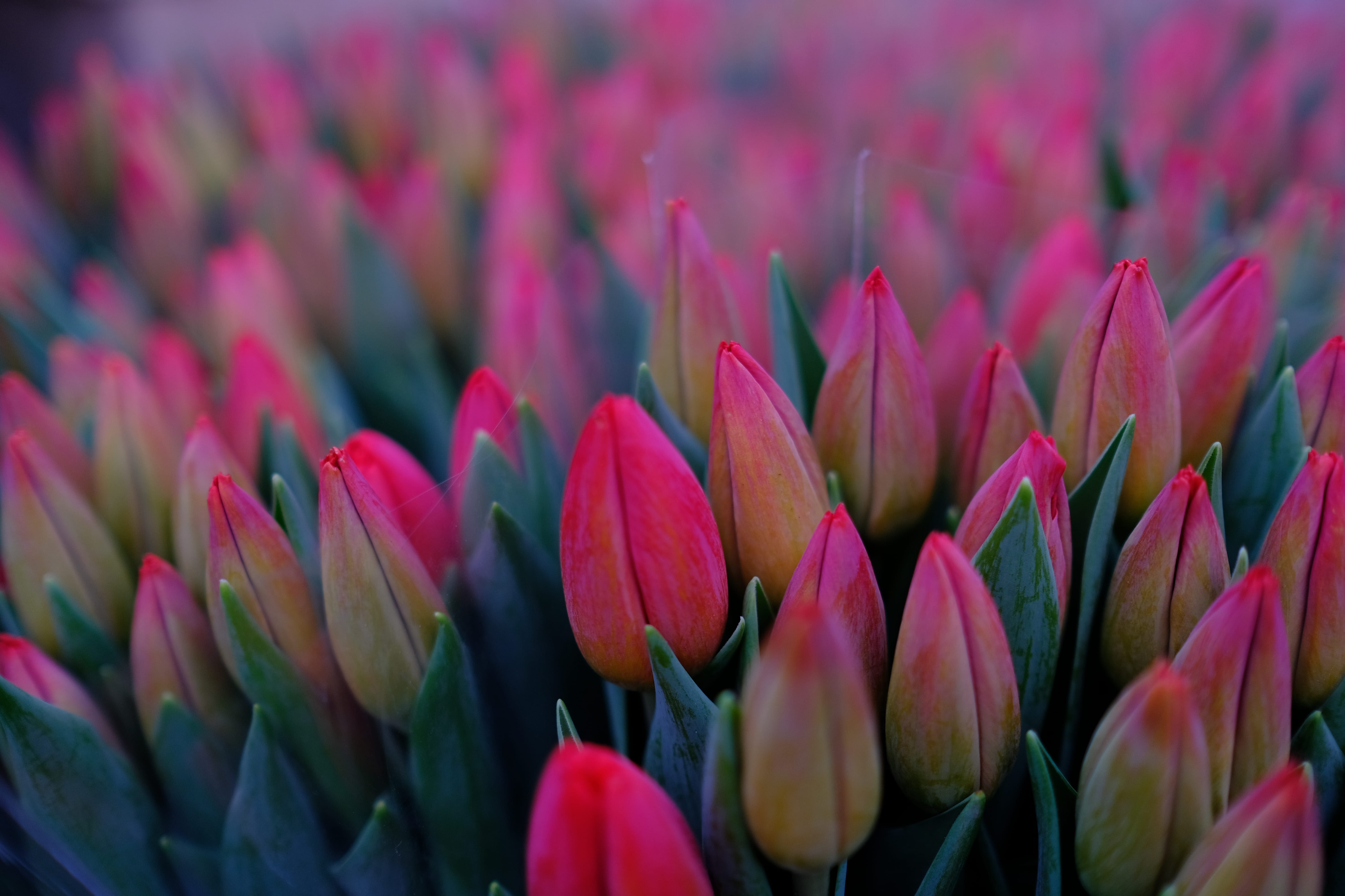 flower head, petal, beauty in nature, gardening, day, flower, fragility, no people, flowerbed, plant, inflorescence, bunch, pink, flowers, 5K, pink color, HD Wallpaper