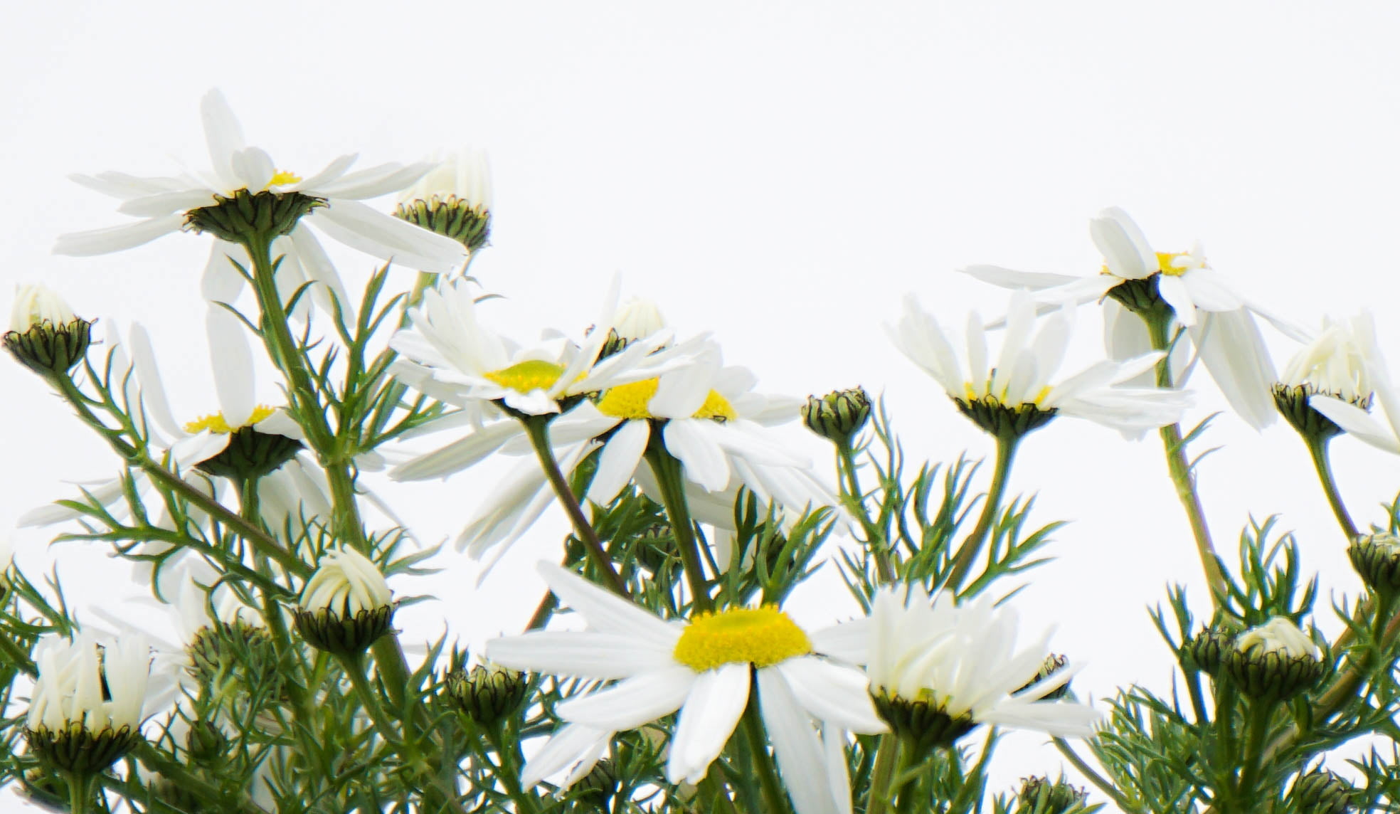 Sumburgh Head, summer, 1080P, flower, Shetland, daisy, Flowers, plant, white Daisy, Daisies, nature, photo, white, close, close up, HD Wallpaper