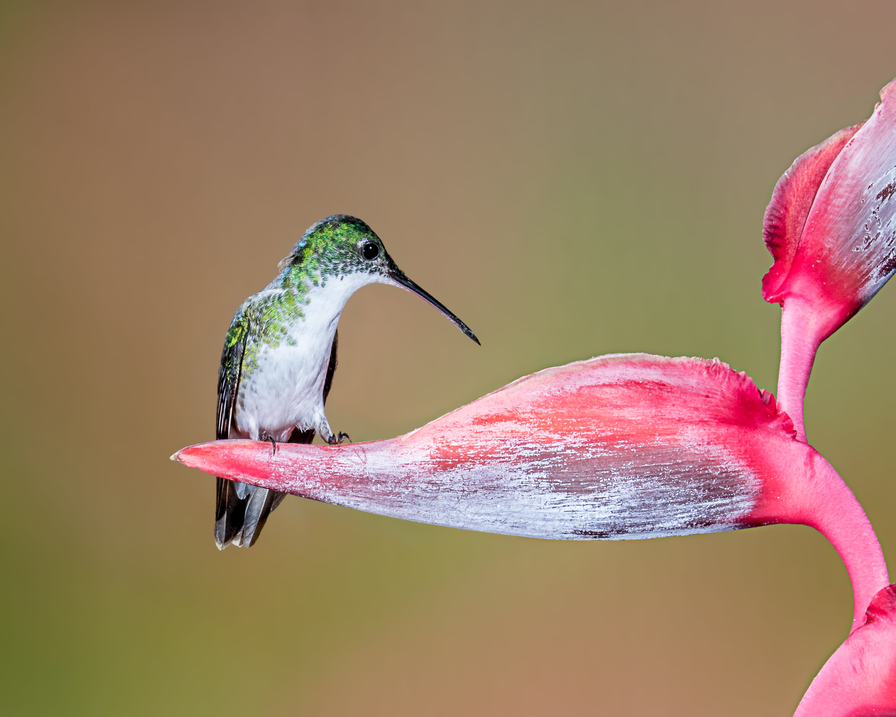 2K, andean, pistil, emerald, Andean Emerald, animal, long, beak, red, wildlife, green, heliconia, bird, nature, Hummingbird, flower, white, HD Wallpaper