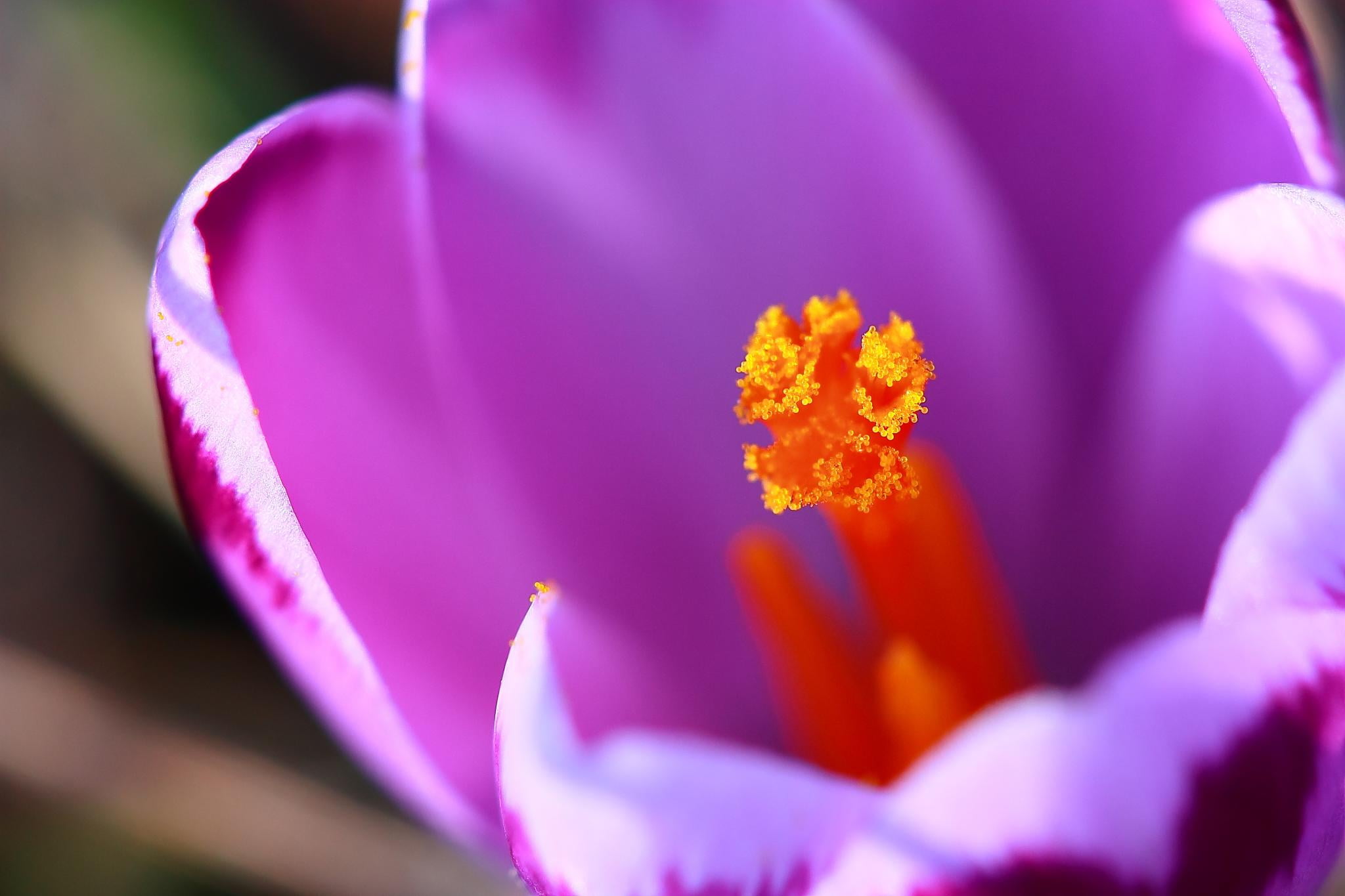 flickr, Macro, red, petal, plant, flower, pink Color, Fiori, flower Head, nature, Crocus, 1080P, purple, explore, close-up, HD Wallpaper