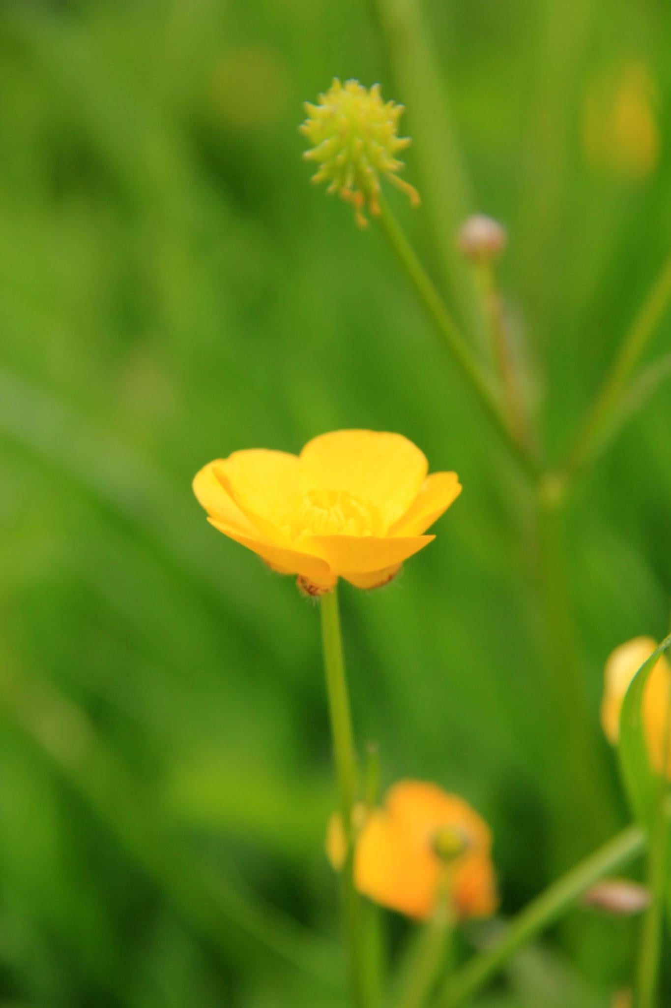 Image, Female, Layer Marney Tower, Photo, meadow, Geotagged, Snap  Shot, Visit, Canon EOS 550D, selective, Photography, focus, plant, DSLR  Camera, flower, Phone HD Wallpaper