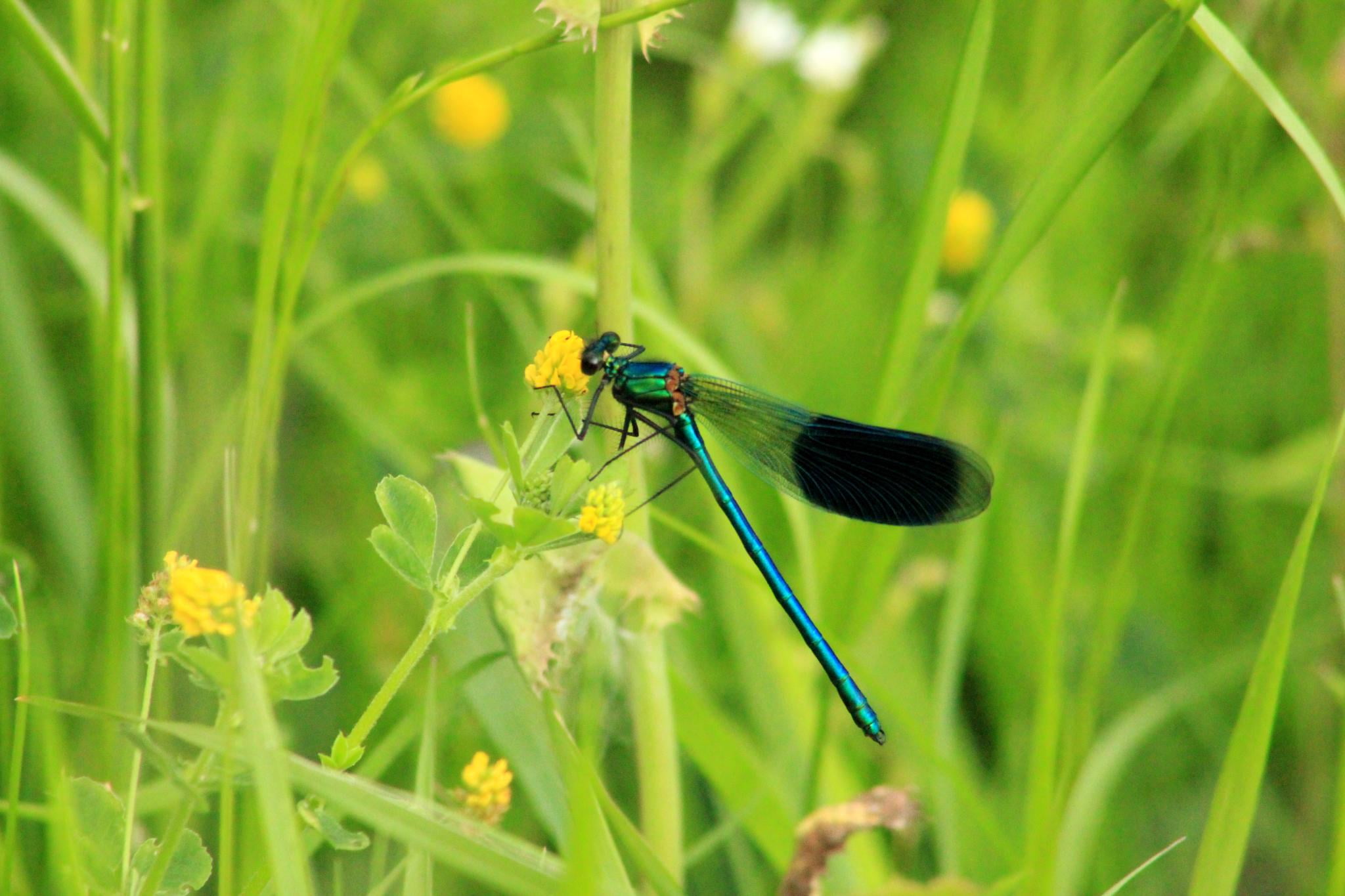 United Kingdom, fly, Photo, RSPB, insect, DSLR  Camera, black, close-up, English, Picture, dragon, Banded Demoiselle, Photographer, blue, Geotagged, UK, HD Wallpaper